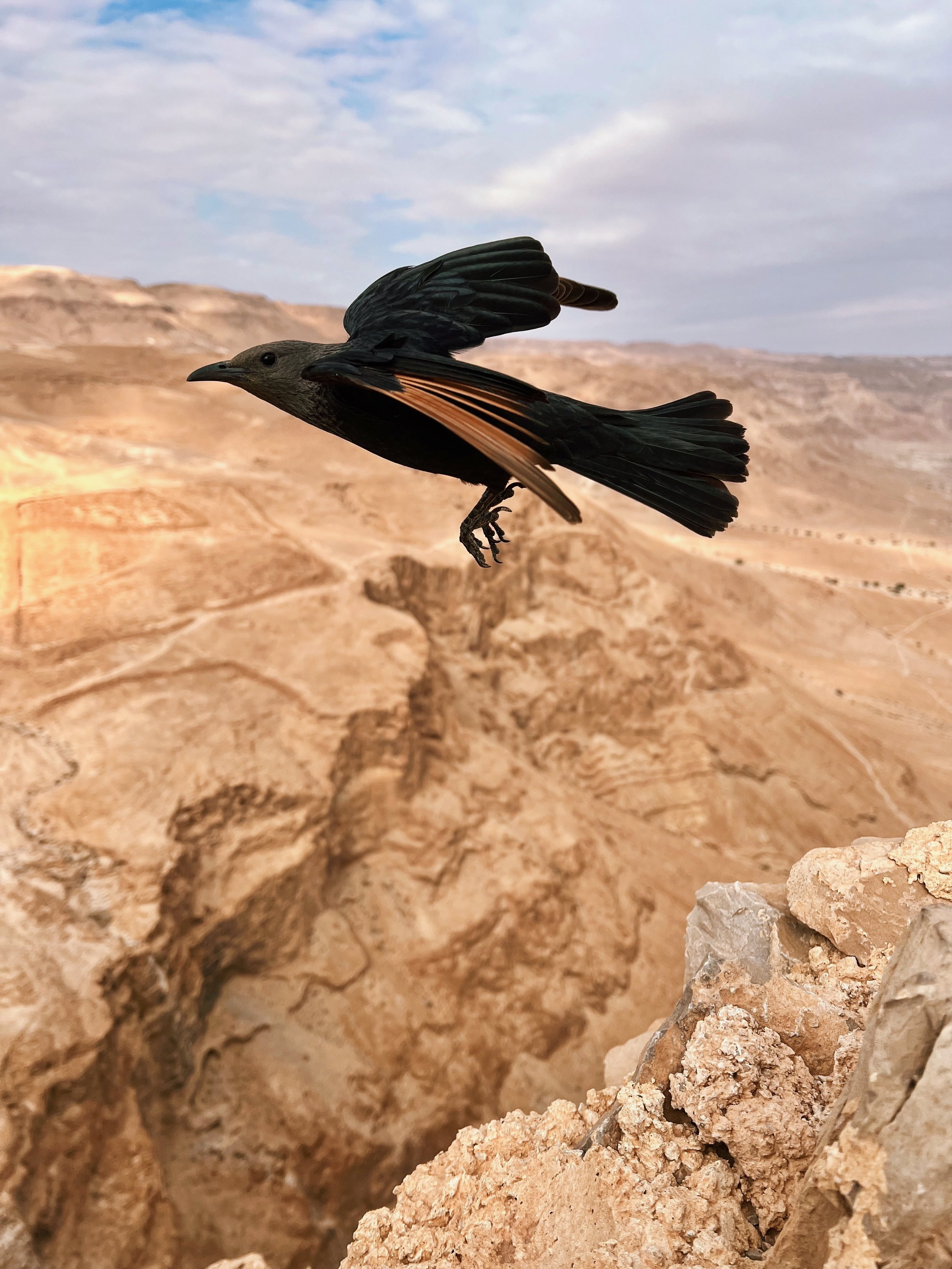 A bird flying over a rocky desert landscape with hills and a partly cloudy sky in the background.