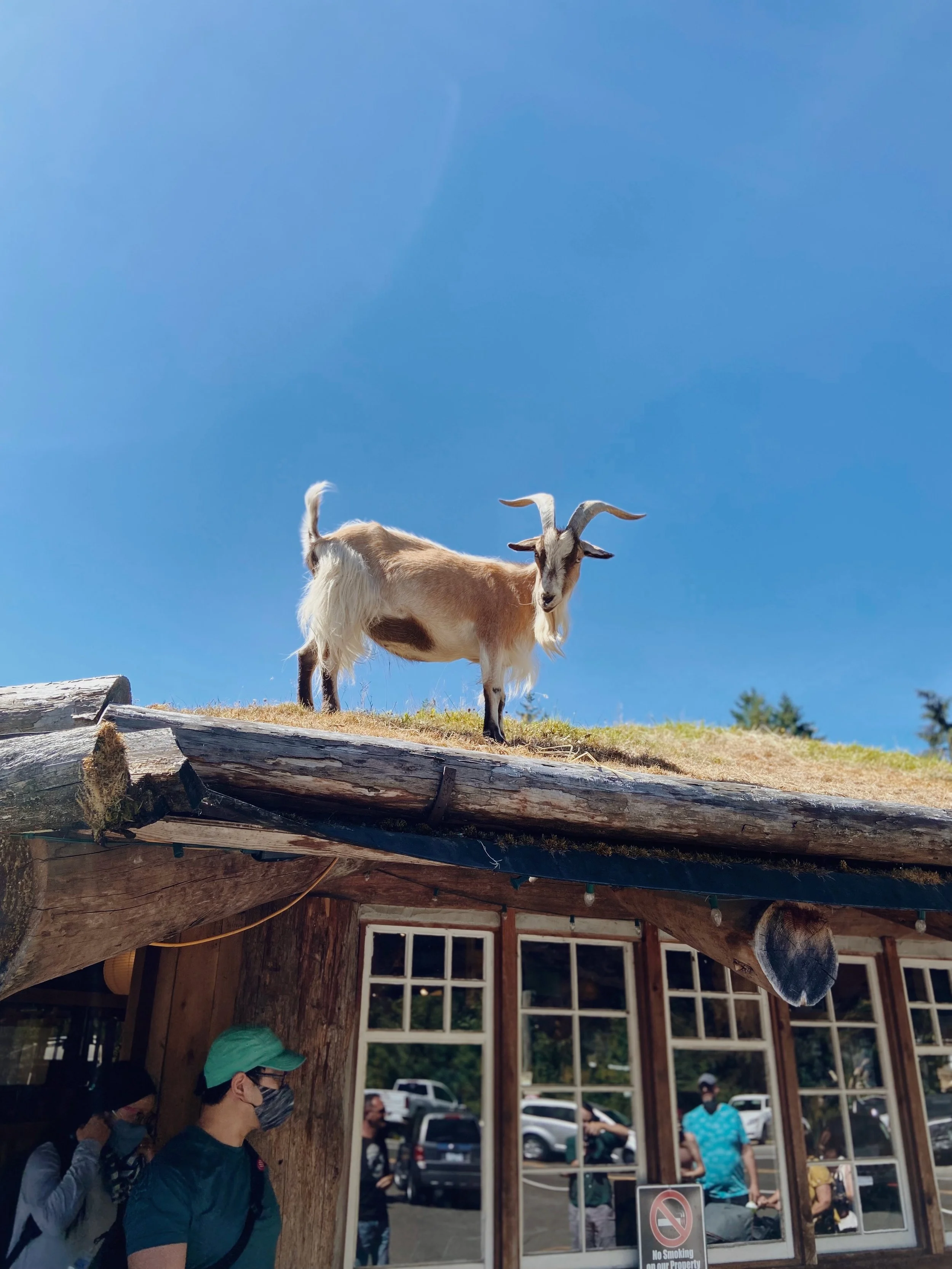 A goat with brown and white fur and large curved horns stands on a wooden roof above a rustic building, with a clear blue sky in the background. People are visible inside and outside the building.