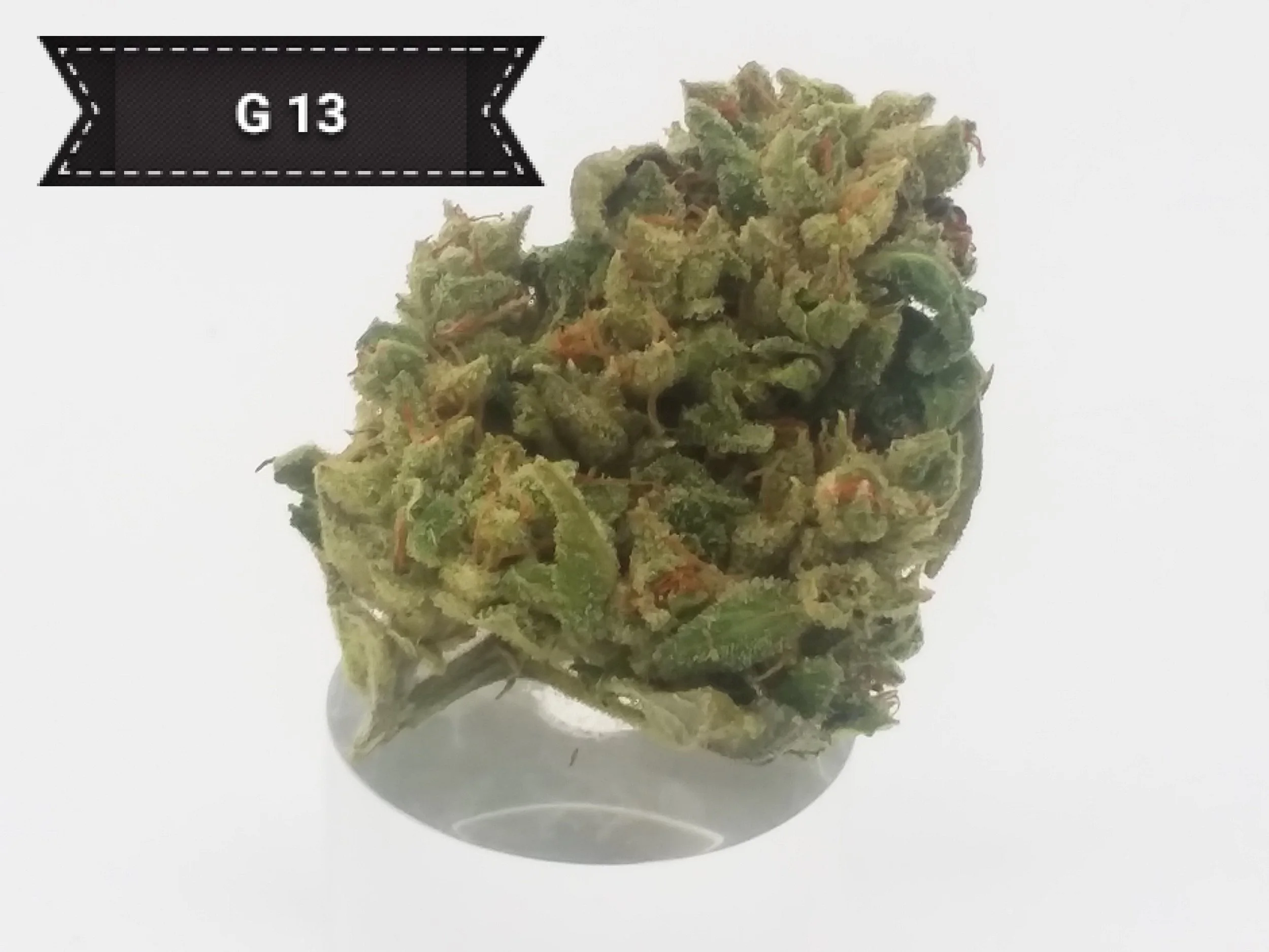G13.jpg