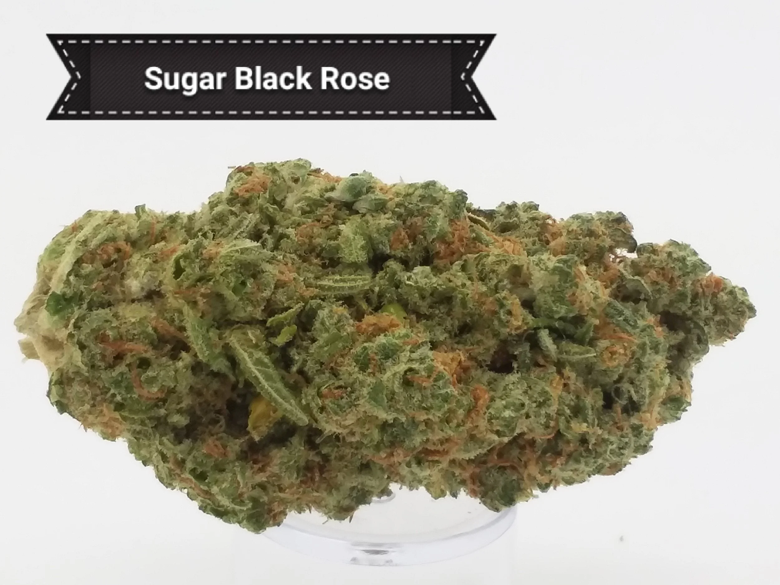 Sugar-Black.jpg