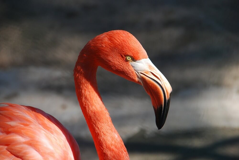 bvi-sailing-vacations-anegada-flamingos.jpg