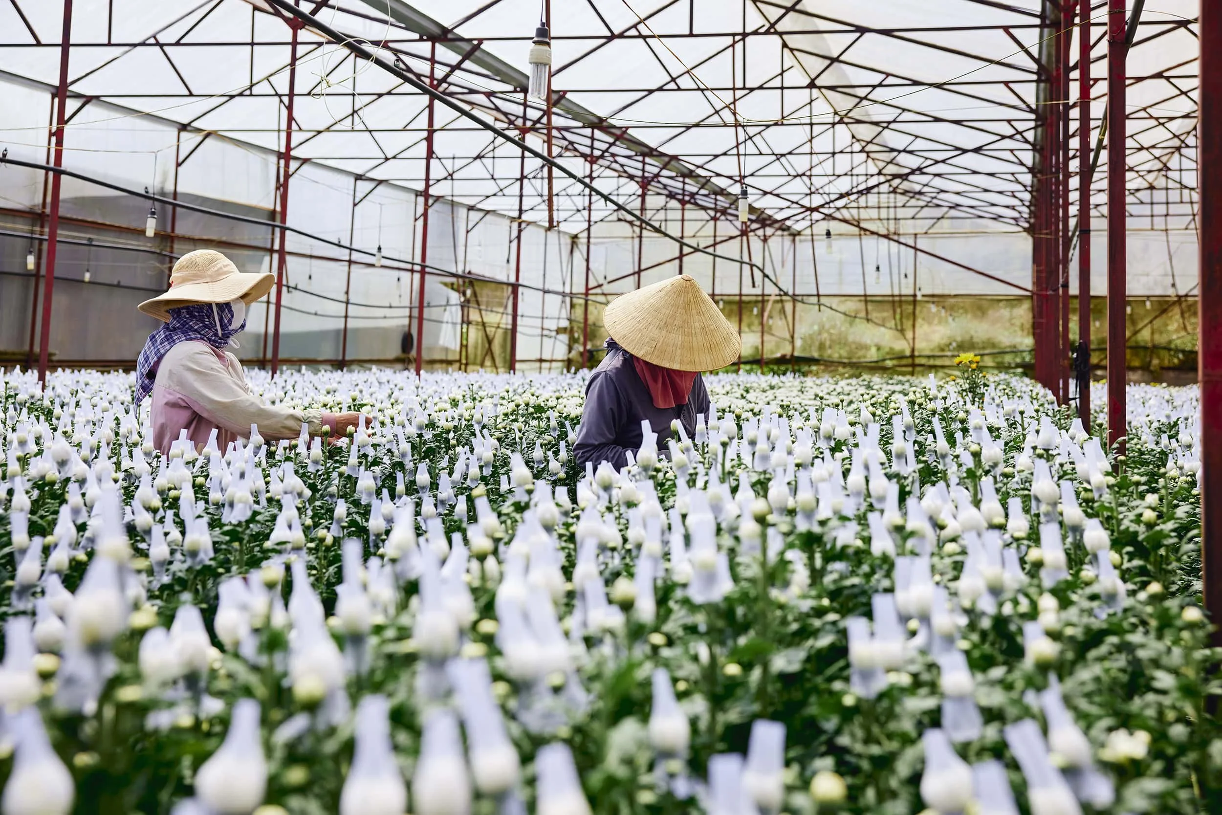 dalat-vietnam-flower-grower-portrait-09.JPG