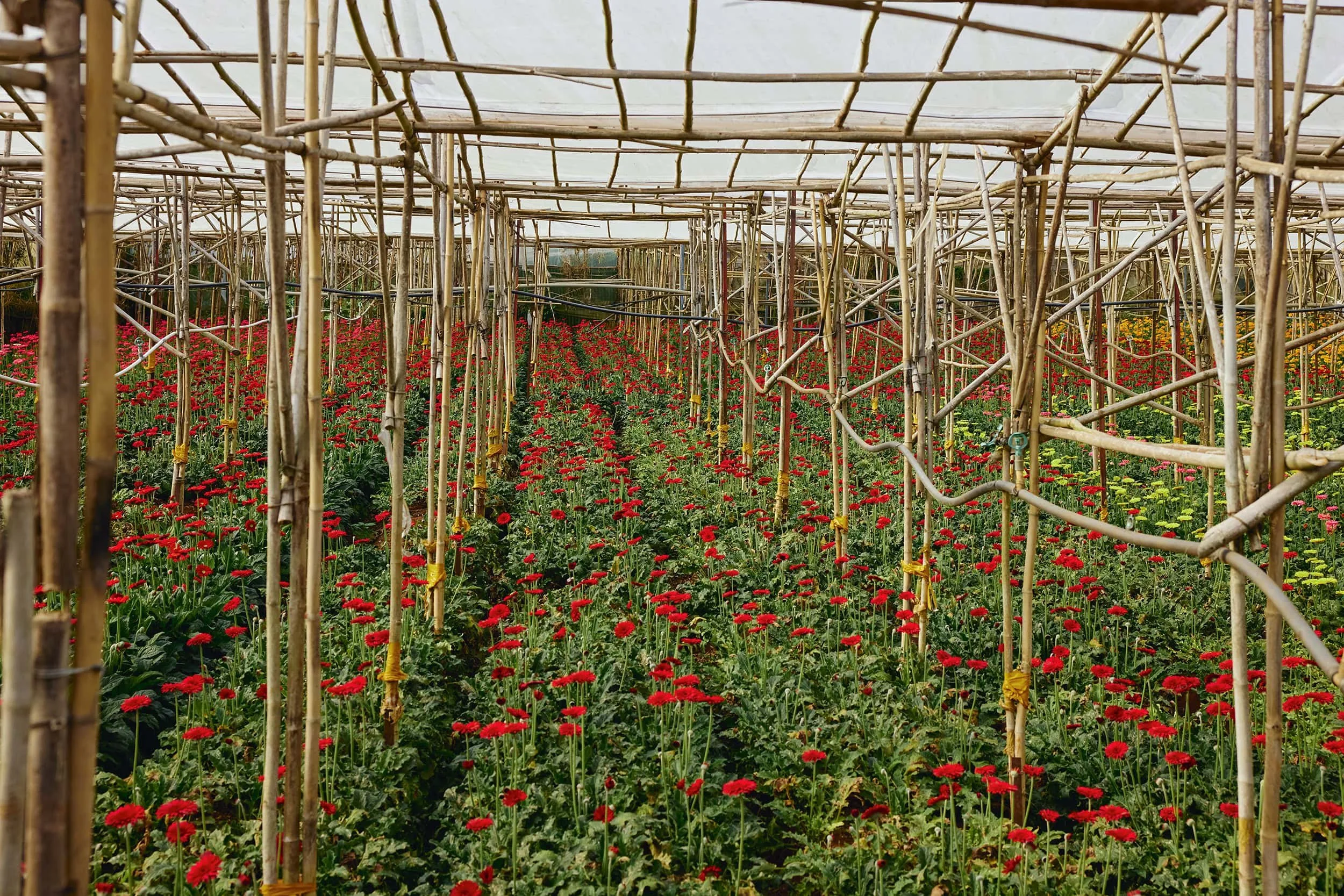 dalat-vietnam-flower-grower-portrait-13.JPG