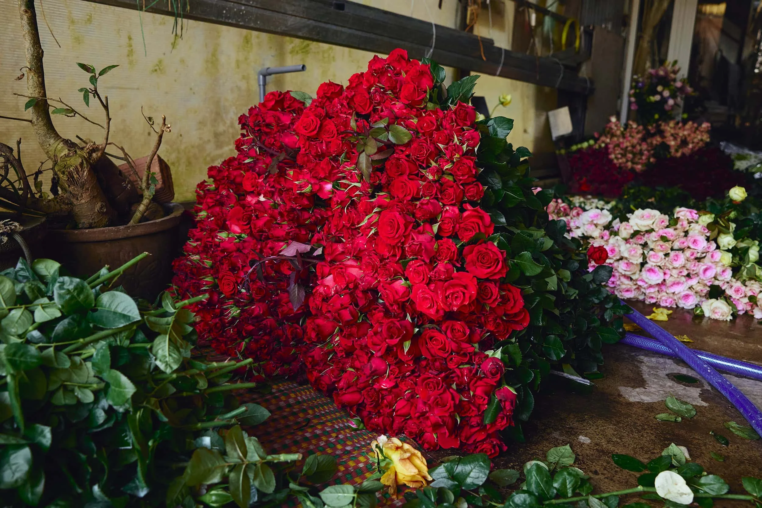 dalat-vietnam-flower-grower-portrait-10.JPG