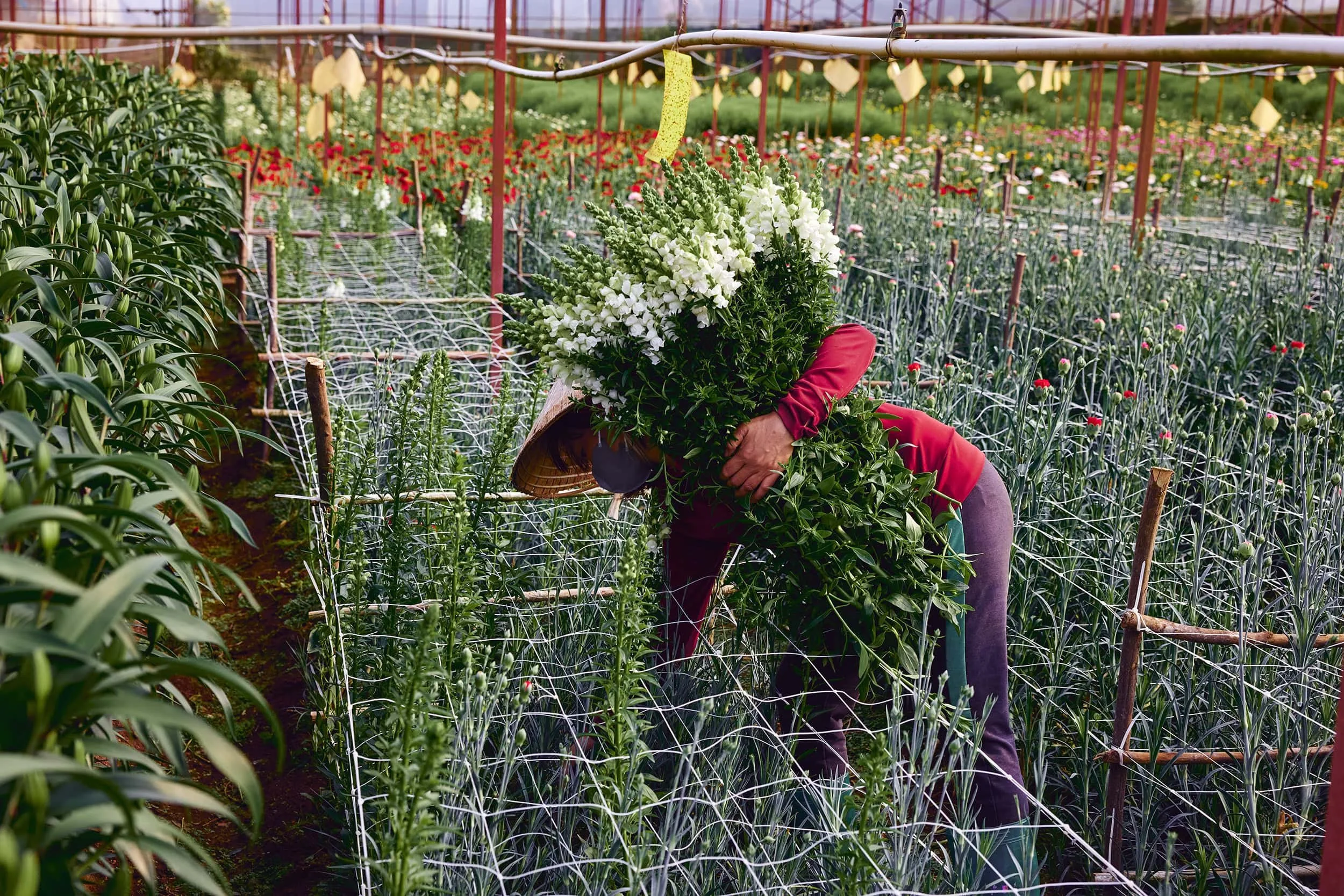 dalat-vietnam-flower-grower-portrait-19.JPG