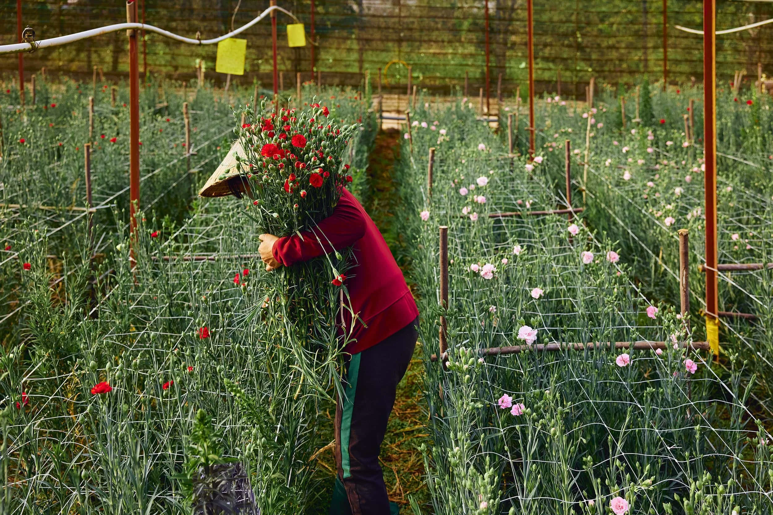 dalat-vietnam-flower-grower-portrait-25.JPG
