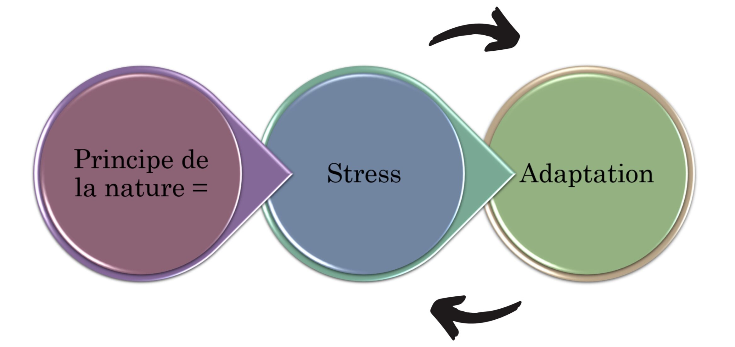 Stress-Adaptation.jpg