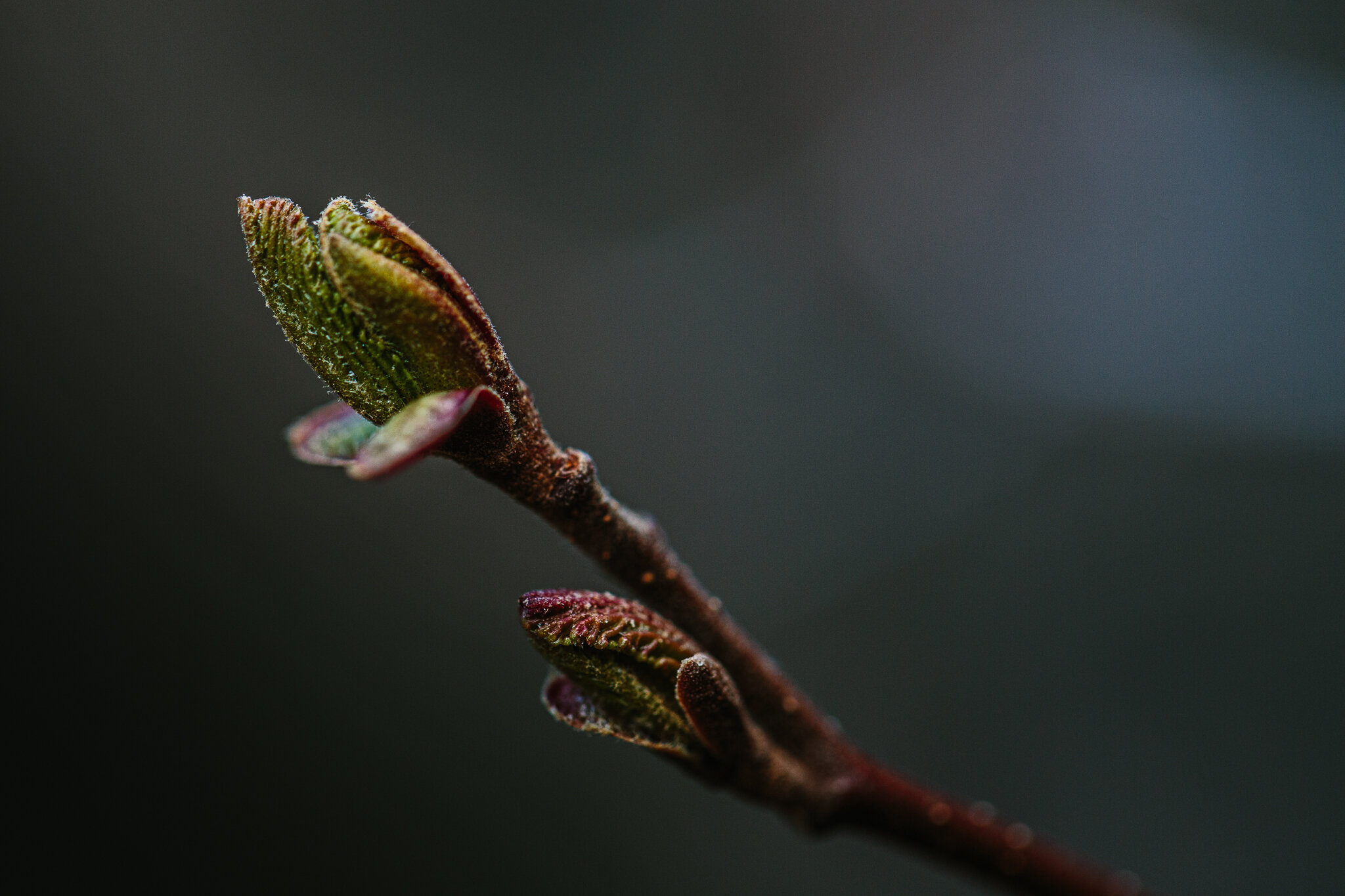 200508-Jasper-Macro-Plants-079.jpg