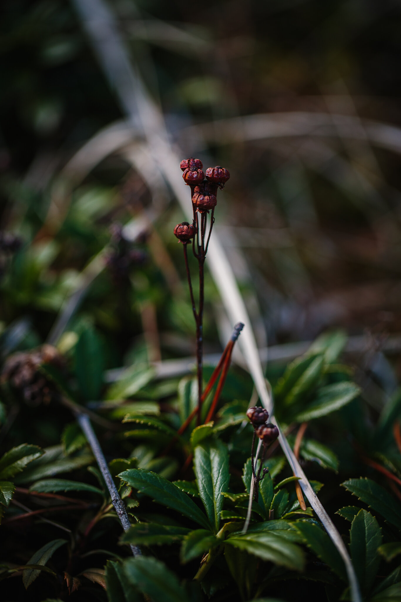 200508-Jasper-Macro-Plants-202.jpg