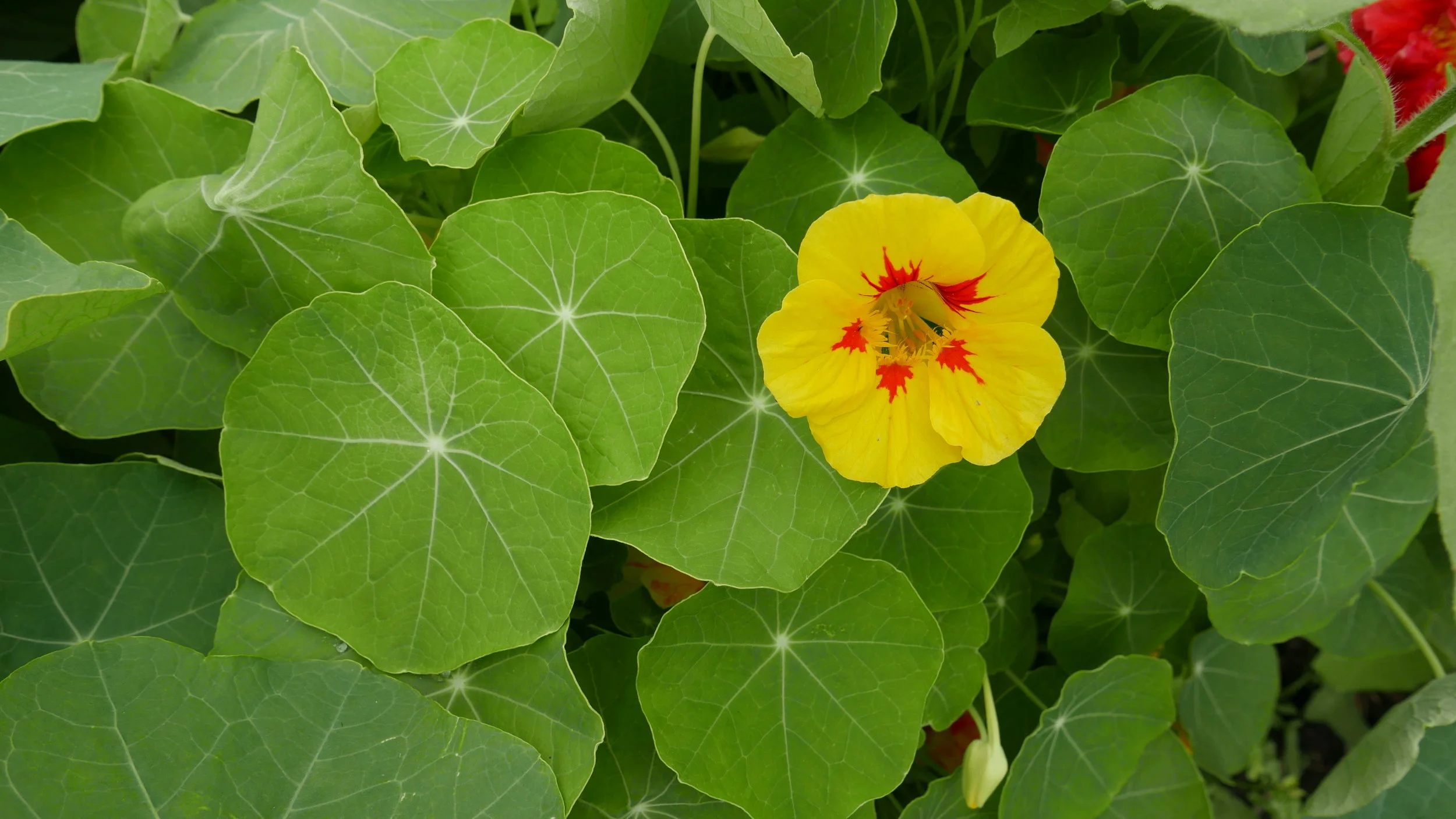 Nasturtium Blossoms &amp; Leaves