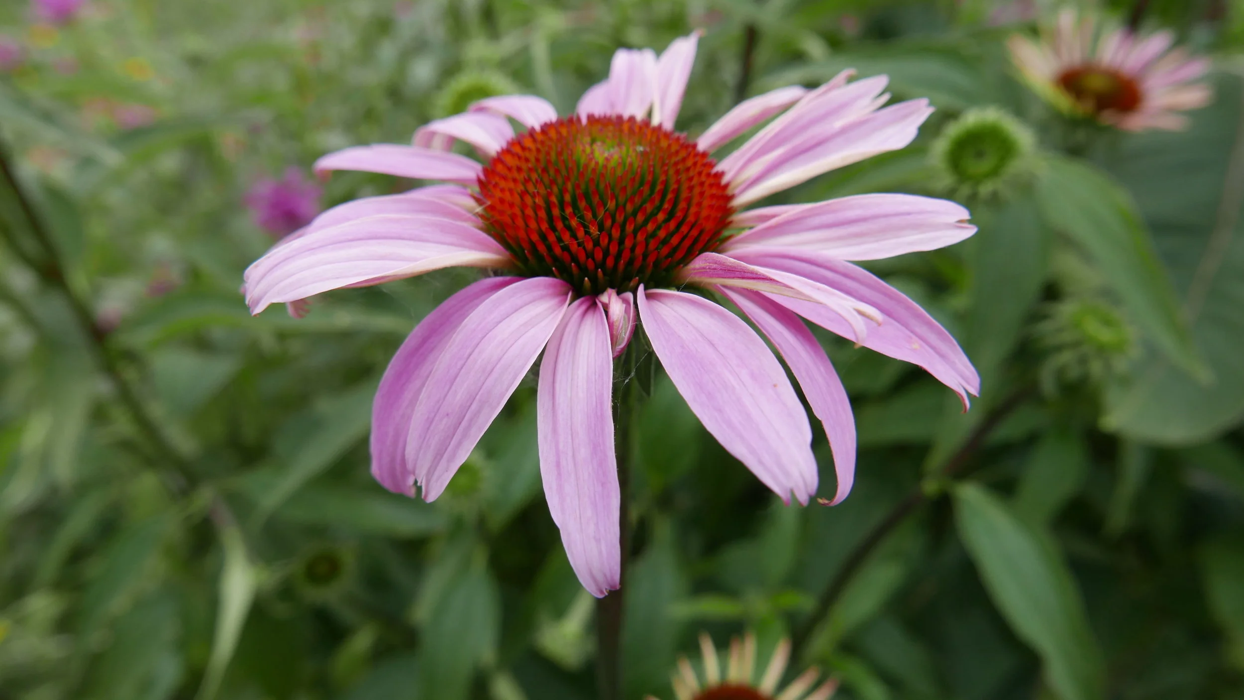 Dried Echinacea