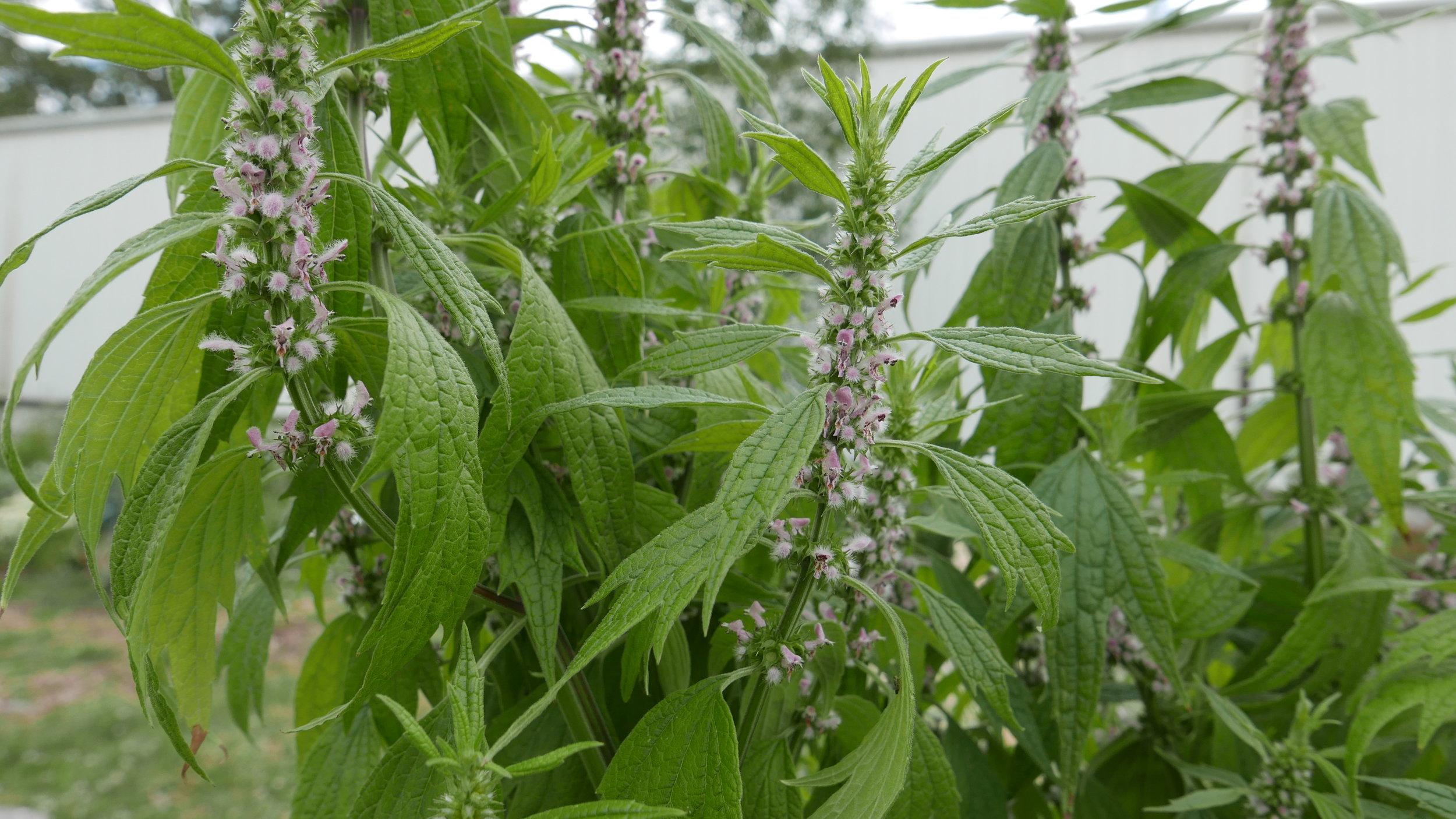 MotherWort