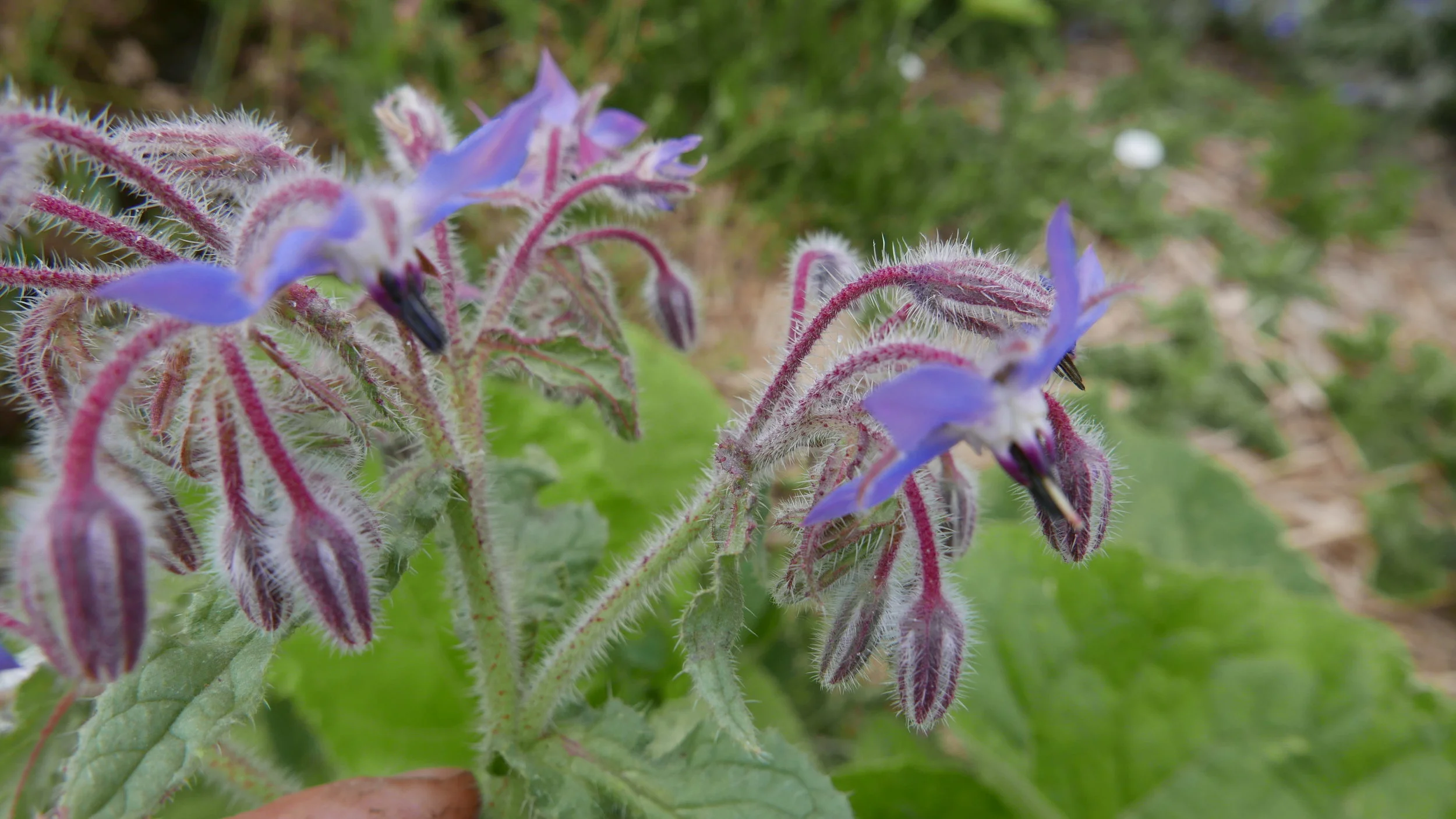 Borage