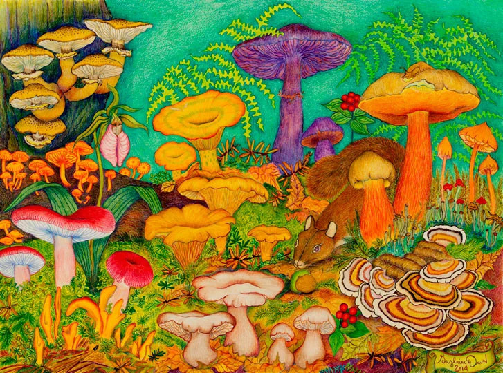 TOUS LES CHAMPIGNONS SONT MAGIQUES