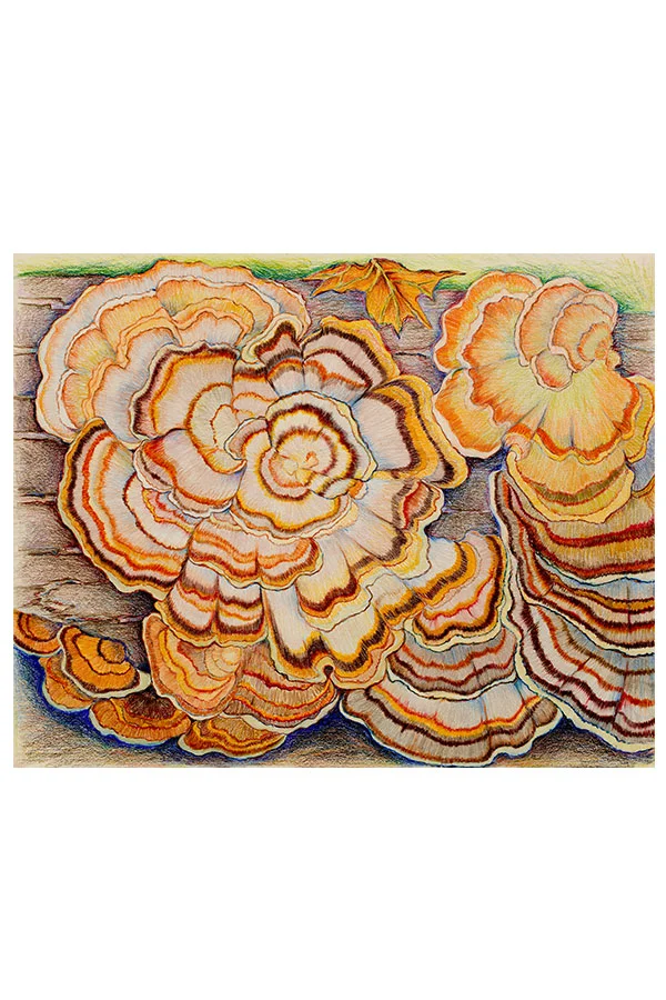 Guylaine_Duval_oeuvre_16_Polypores_Versicolore.jpg