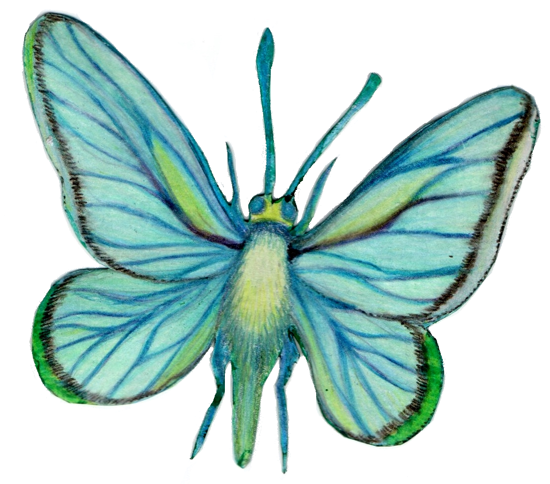 Papillon 2.png