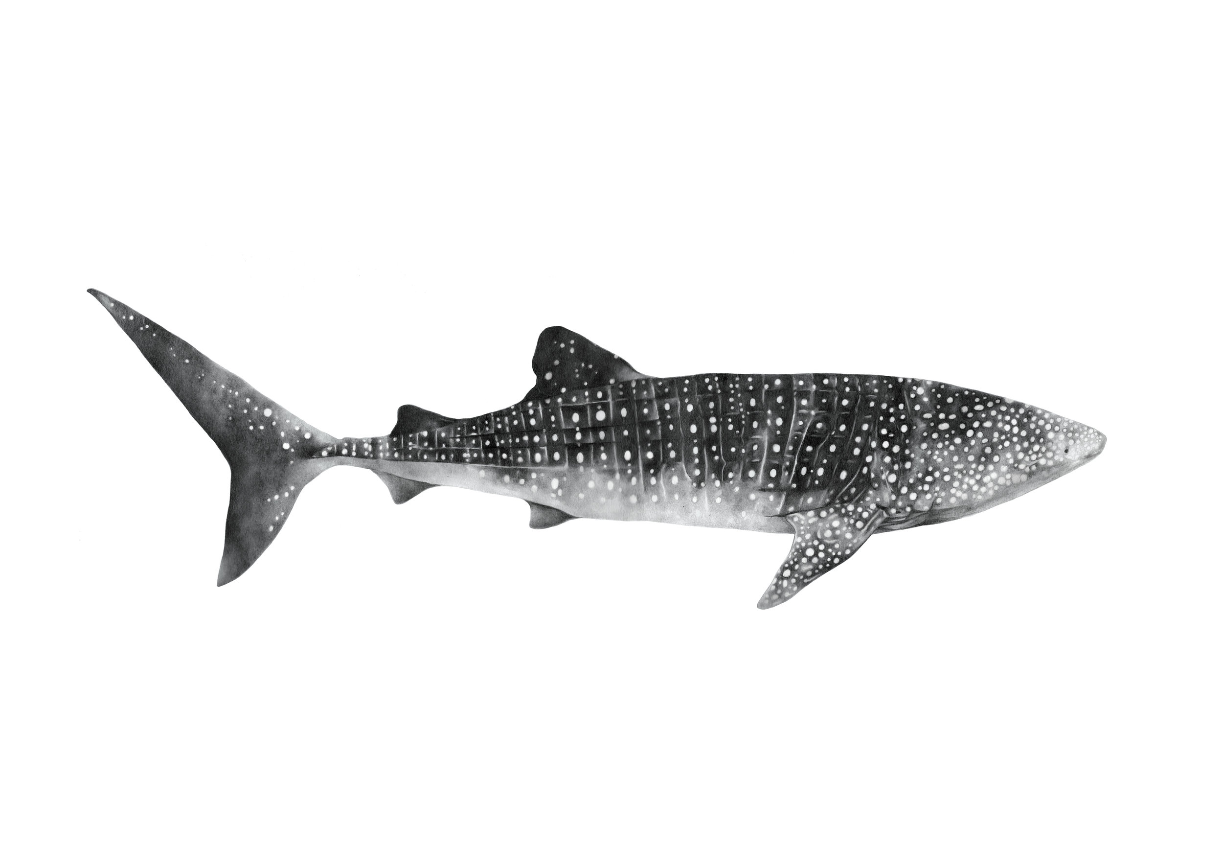 whale shark RGB.jpg