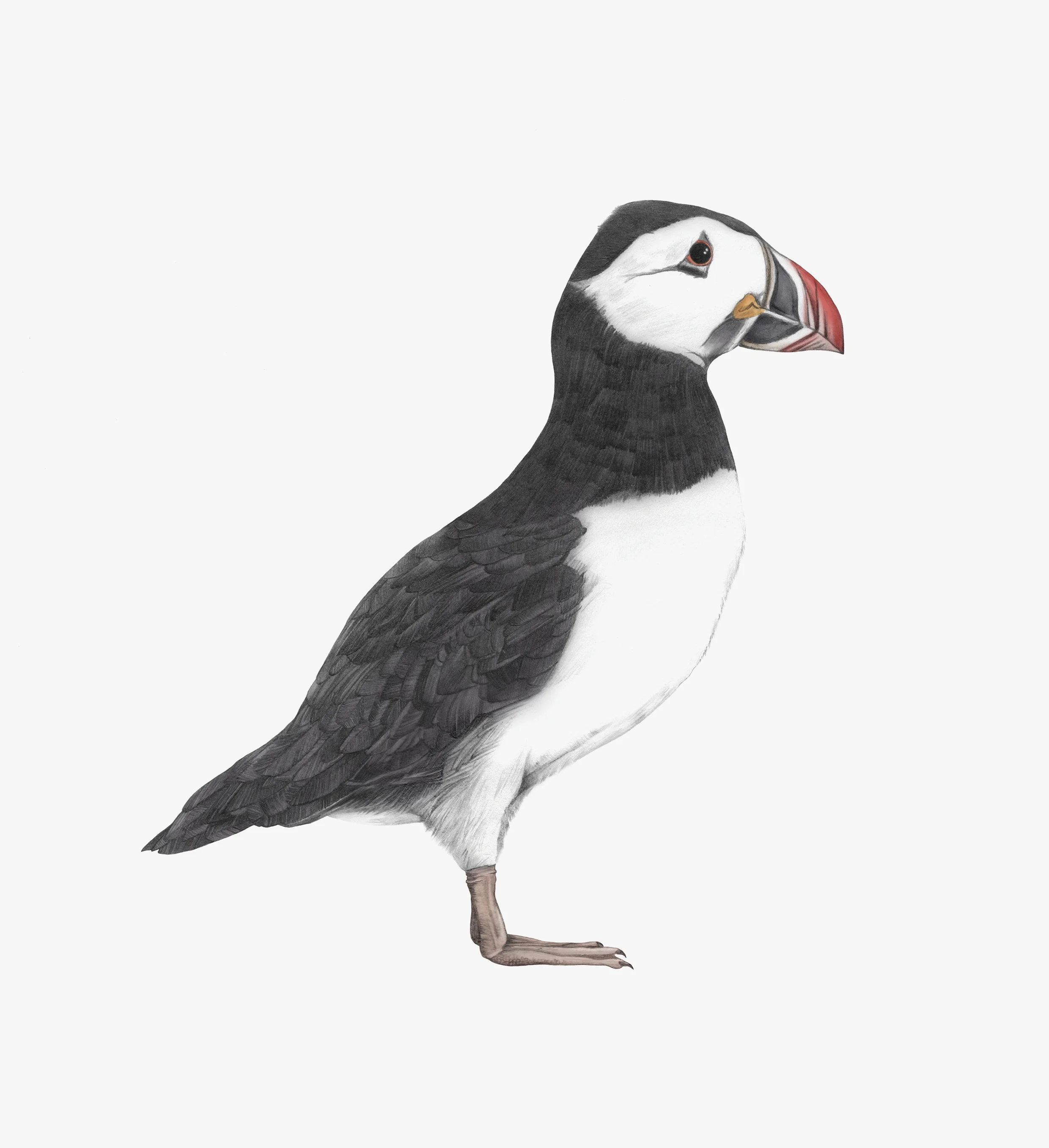 puffin print rgb grey back.jpg