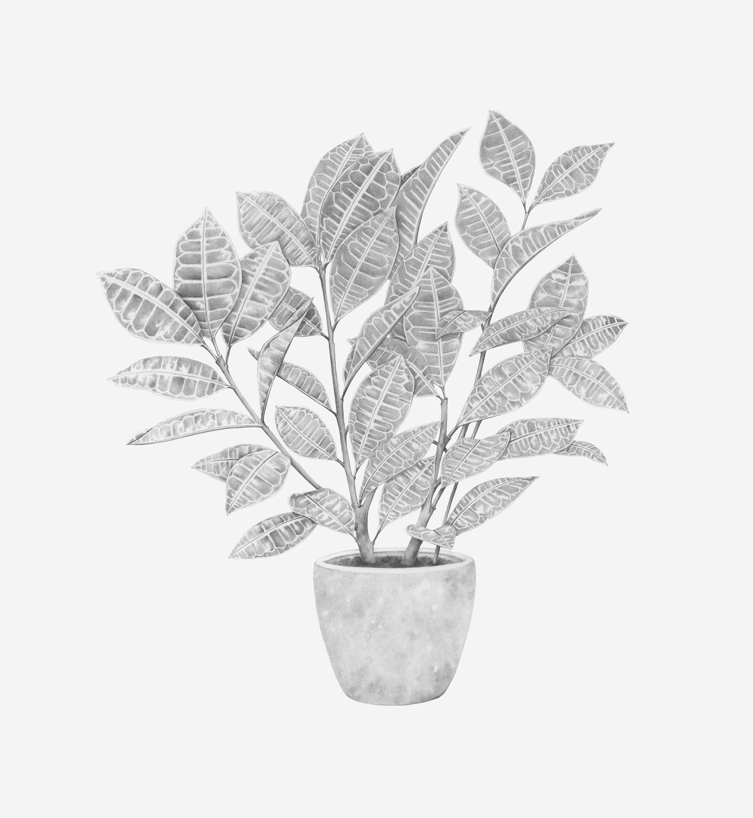 plant pencil grey background rgb.jpg