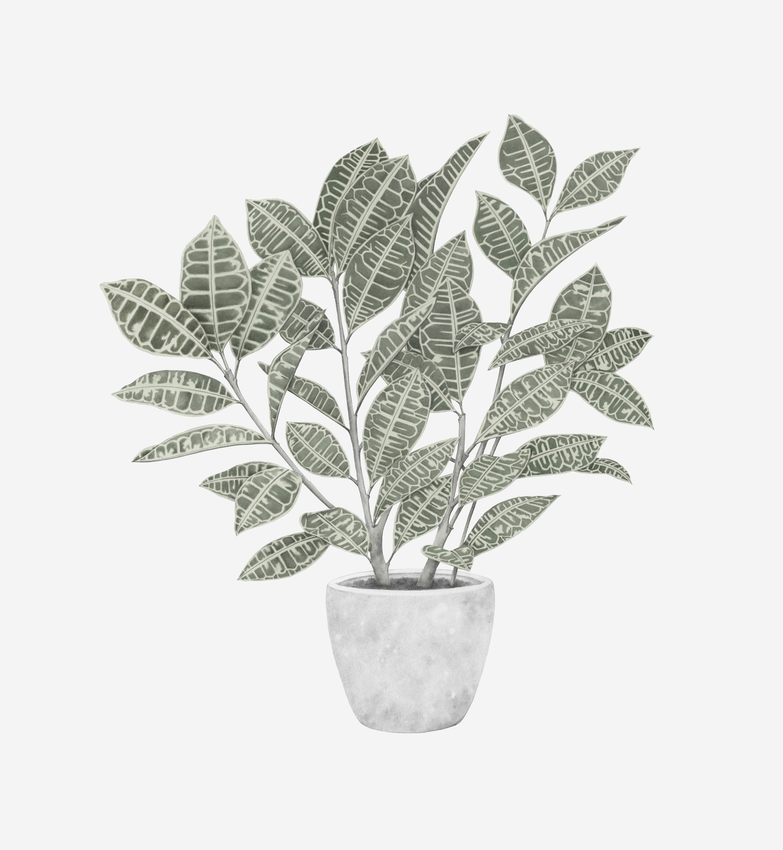 sansevieria tropical leaf plant isolated doodle hand drawn sketch with  outline style 9268526 Vector Art at Vecteezy