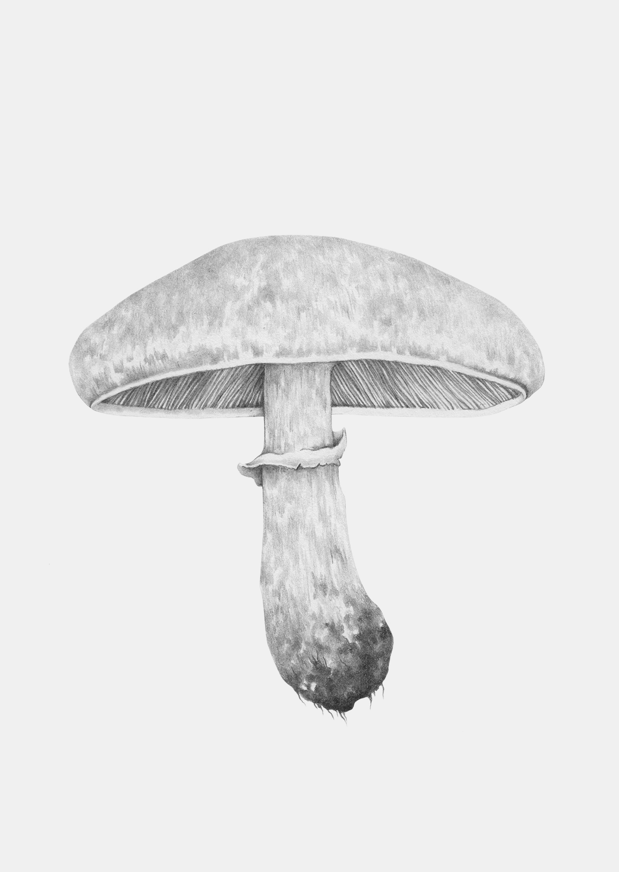 field mushroom a6 grey back.jpg