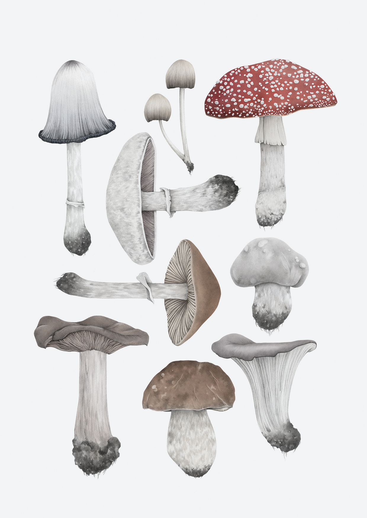 coloured mushrooms a6 rgb grey back.jpg