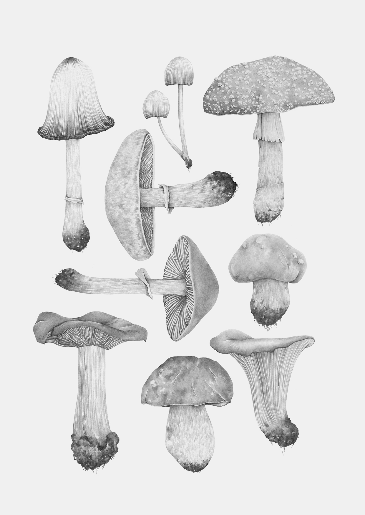 all mushrooms grey a6 grey back.jpg
