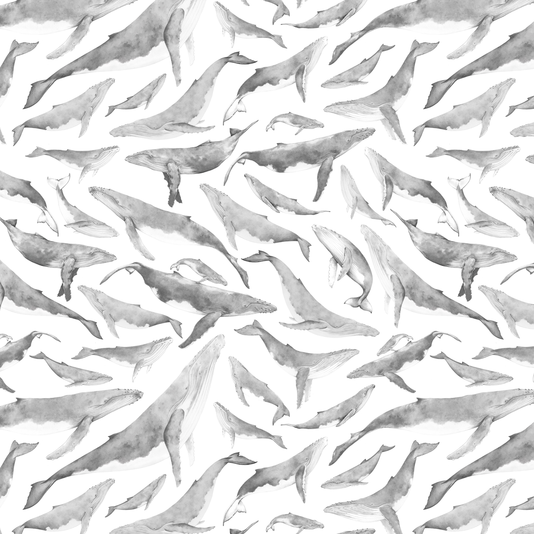 lauren fitton whale pattern 1.jpg