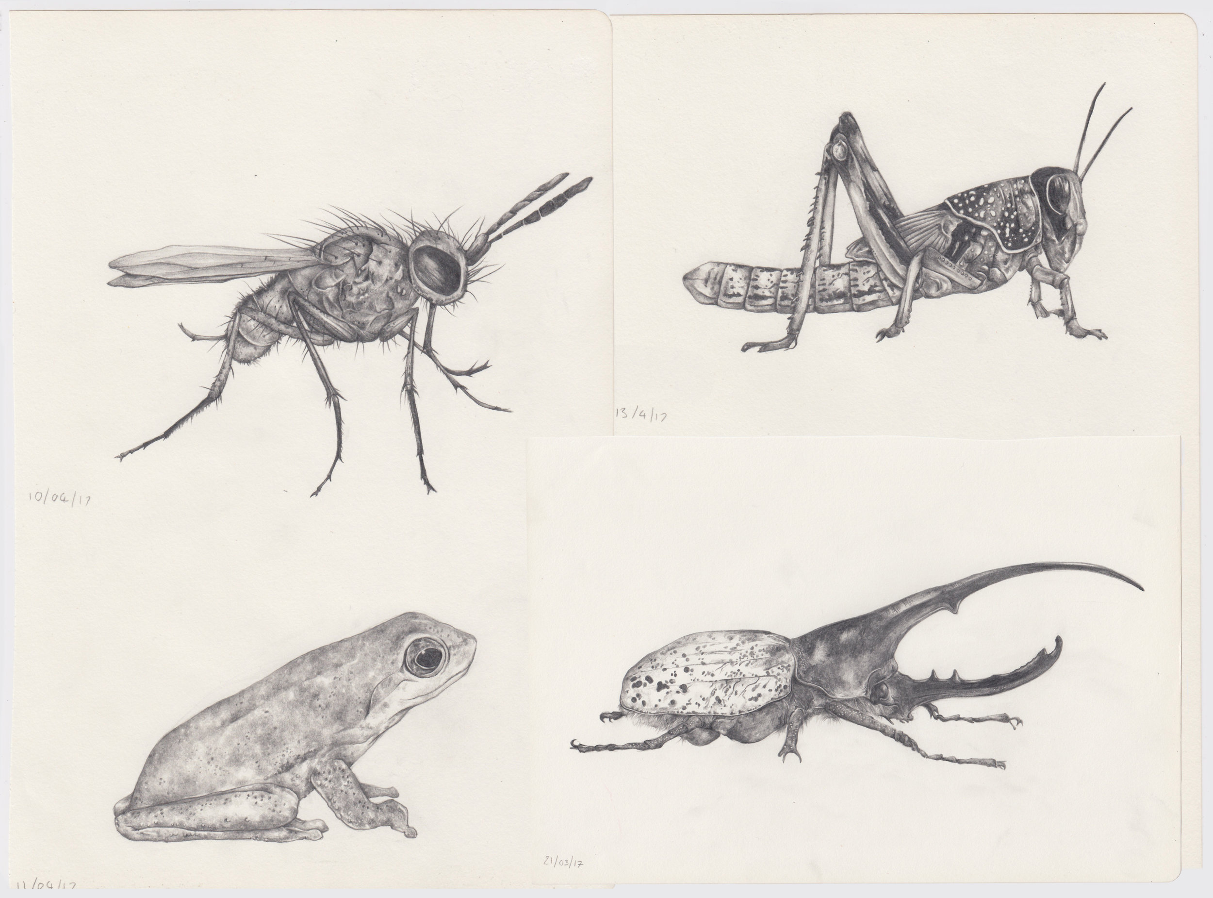 insect scans.jpg