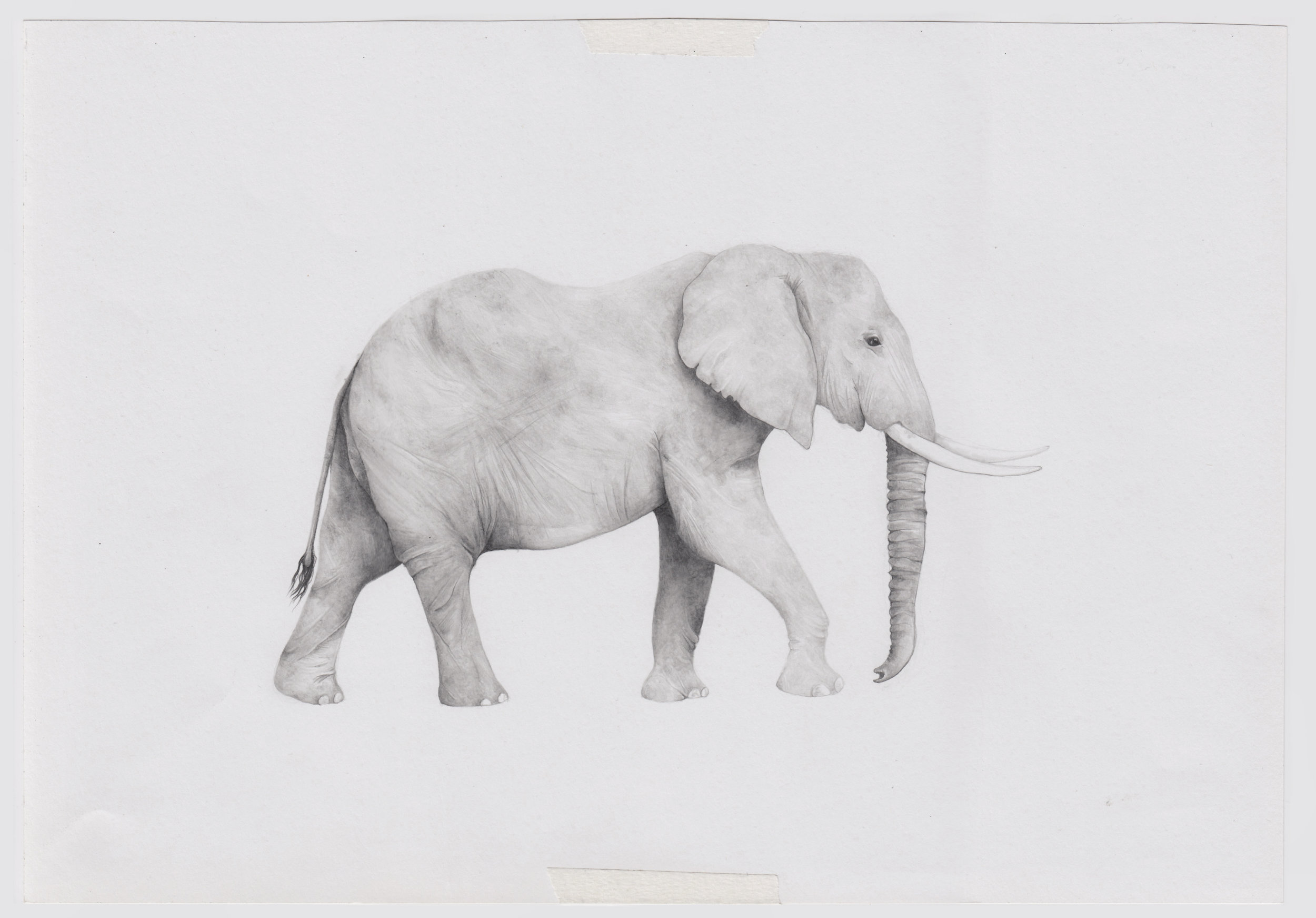 elephant unedited scan.jpg
