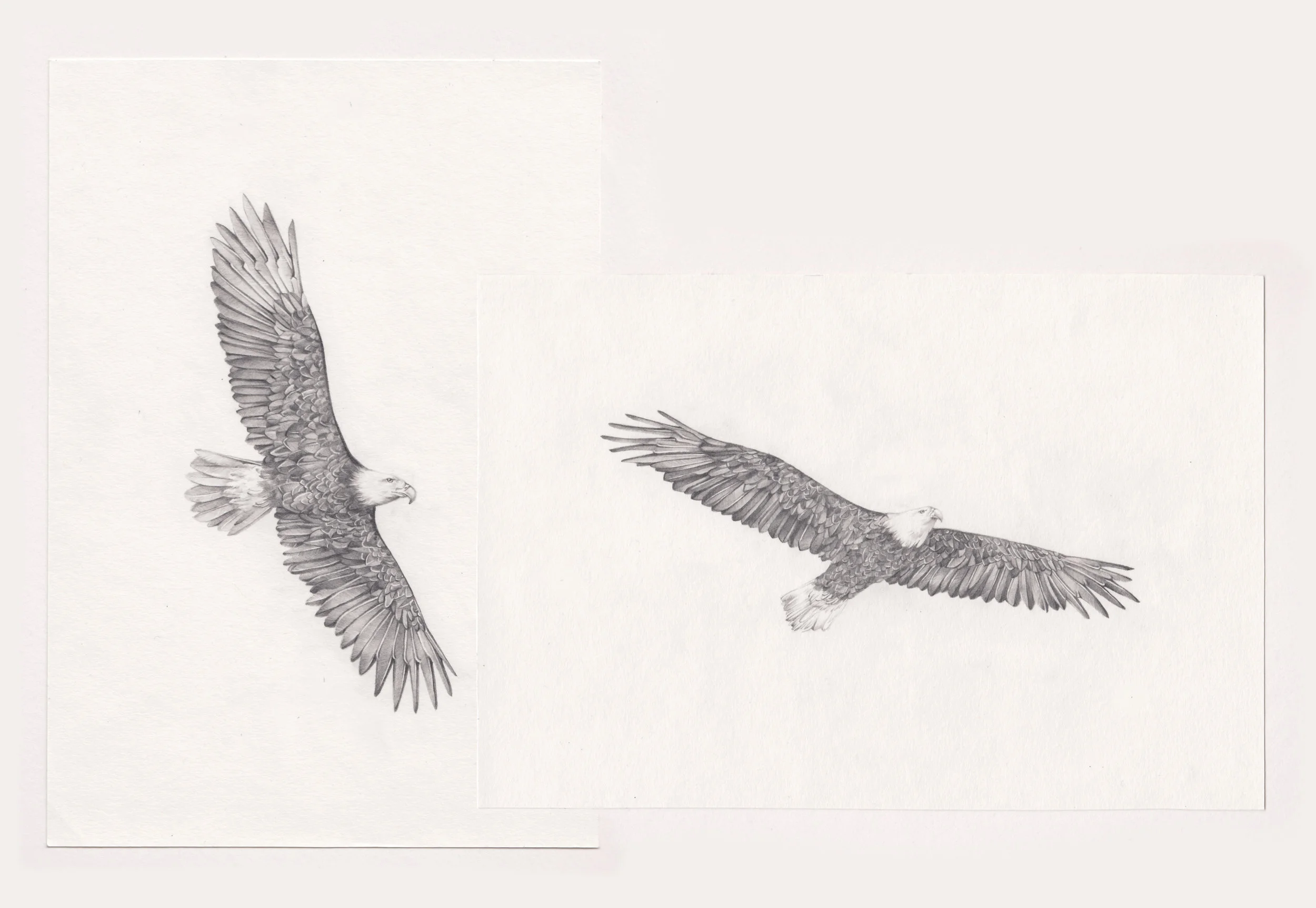 unedited eagles.jpg