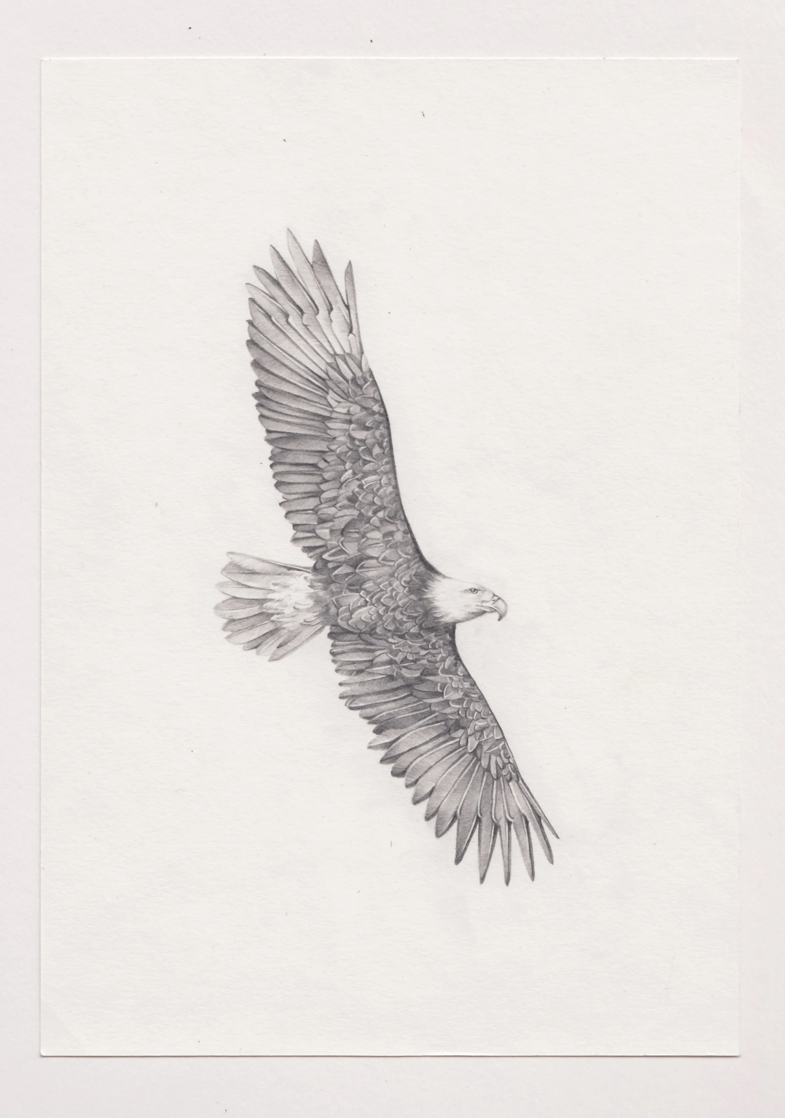 eagle 1.jpg