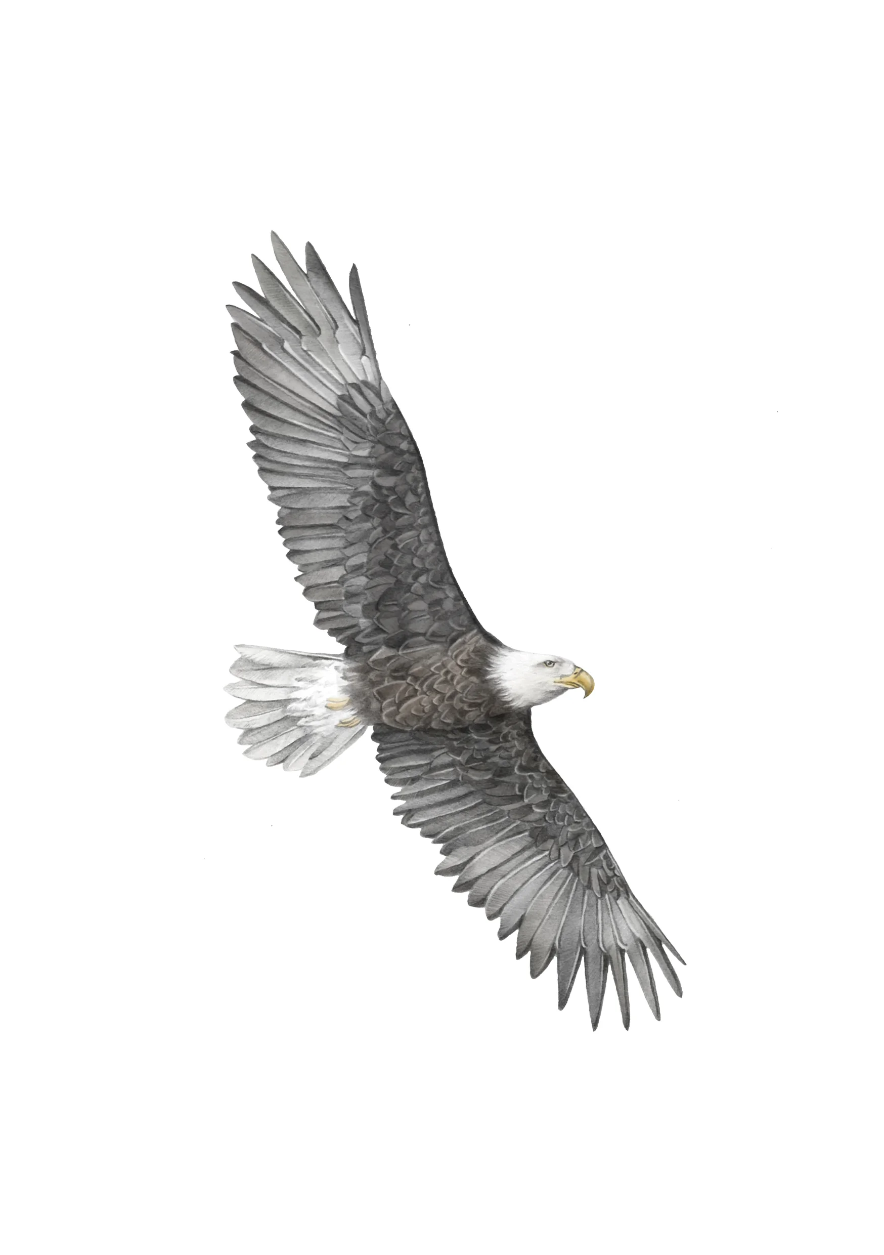 eagle 1 A5.jpg