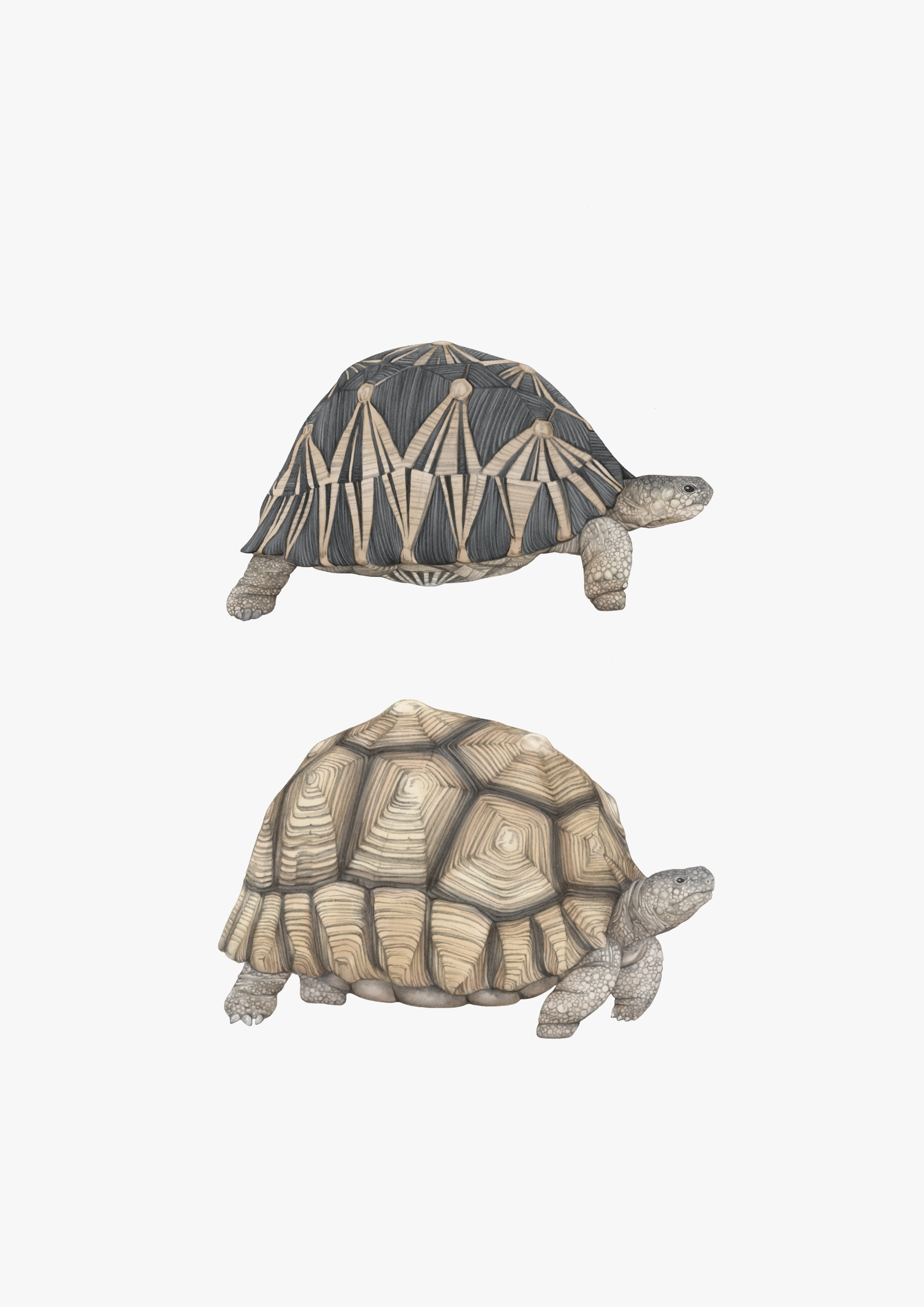 tortoises.jpg