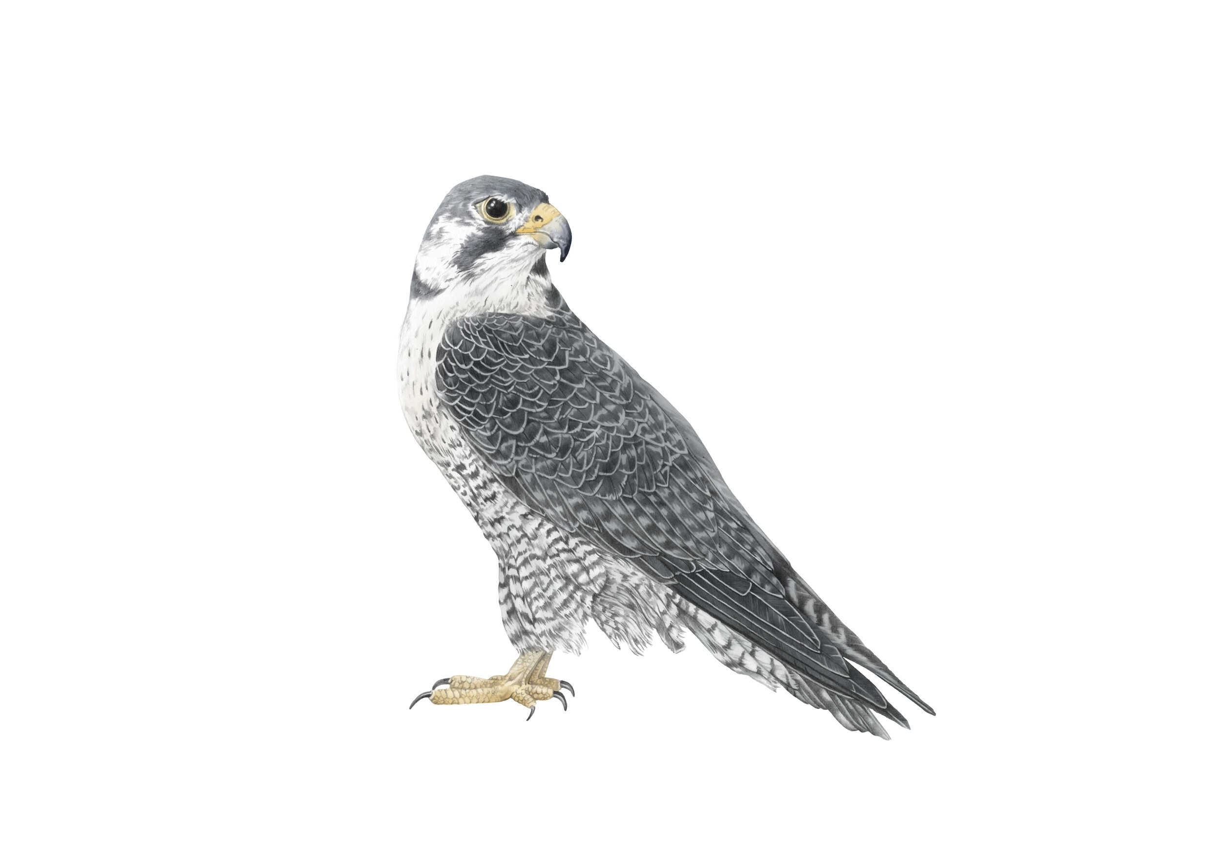 falcon A4 RGB.jpg