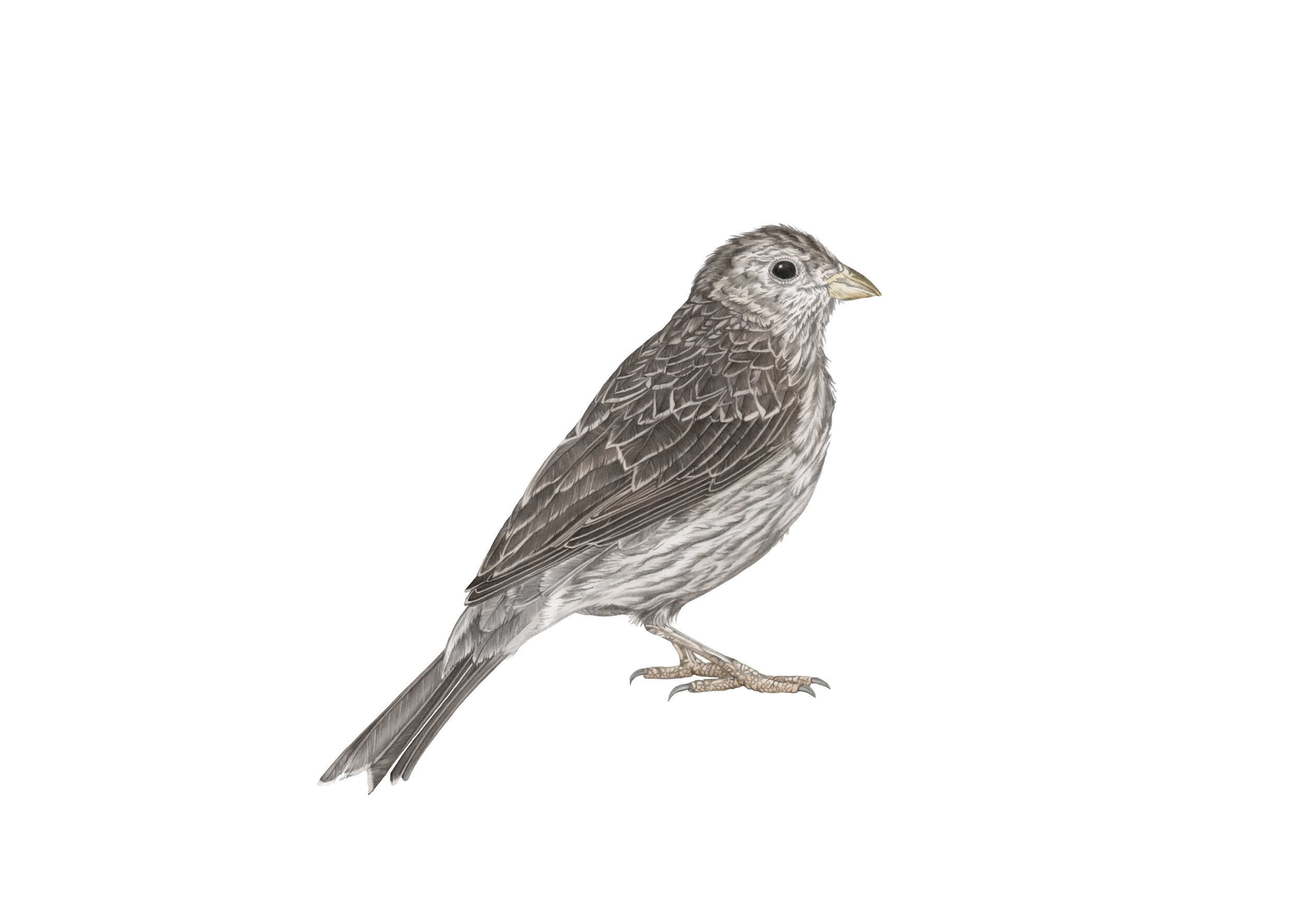 cornbunting A4 RGB.jpg