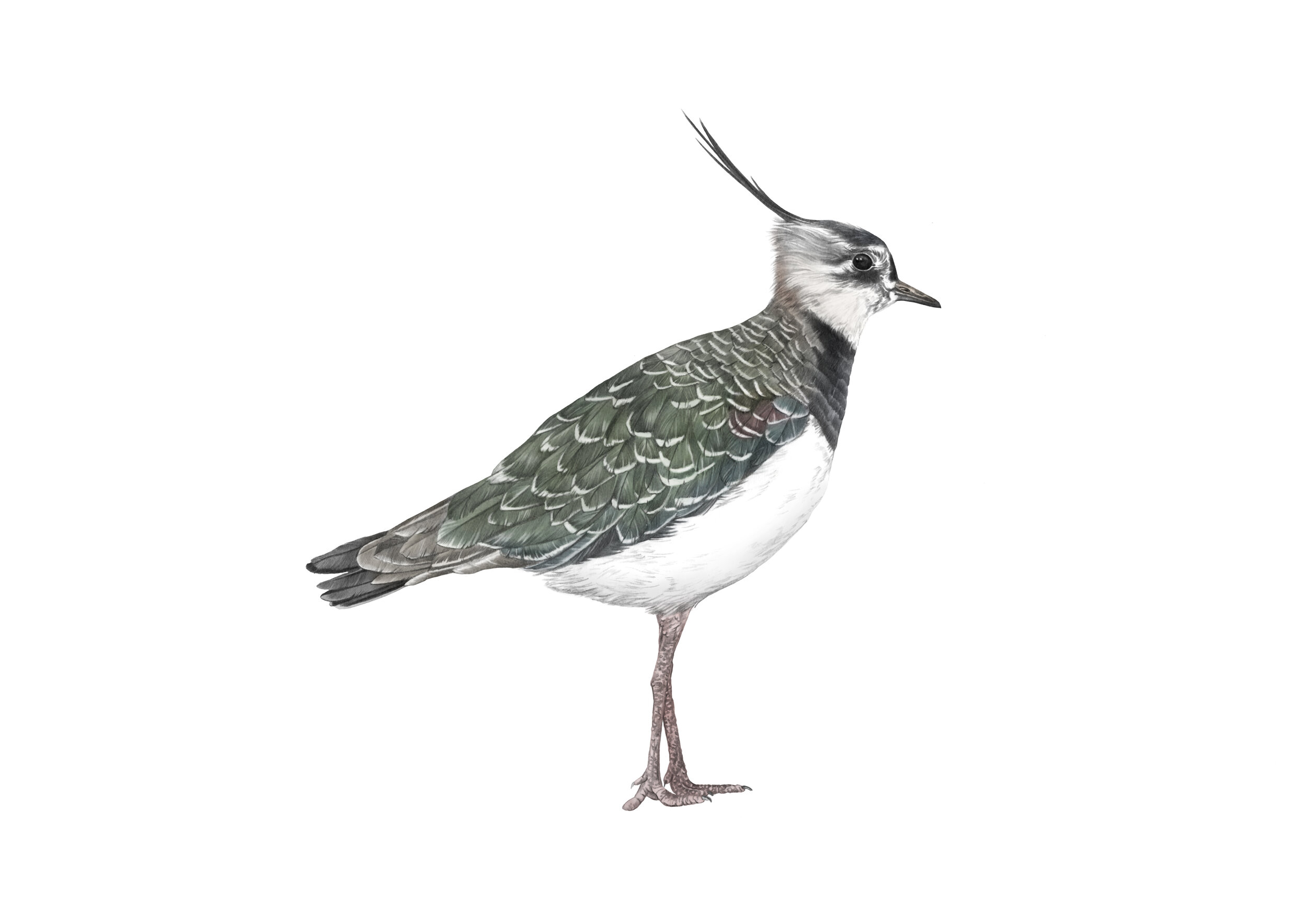 lapwing A4 RGB.jpg