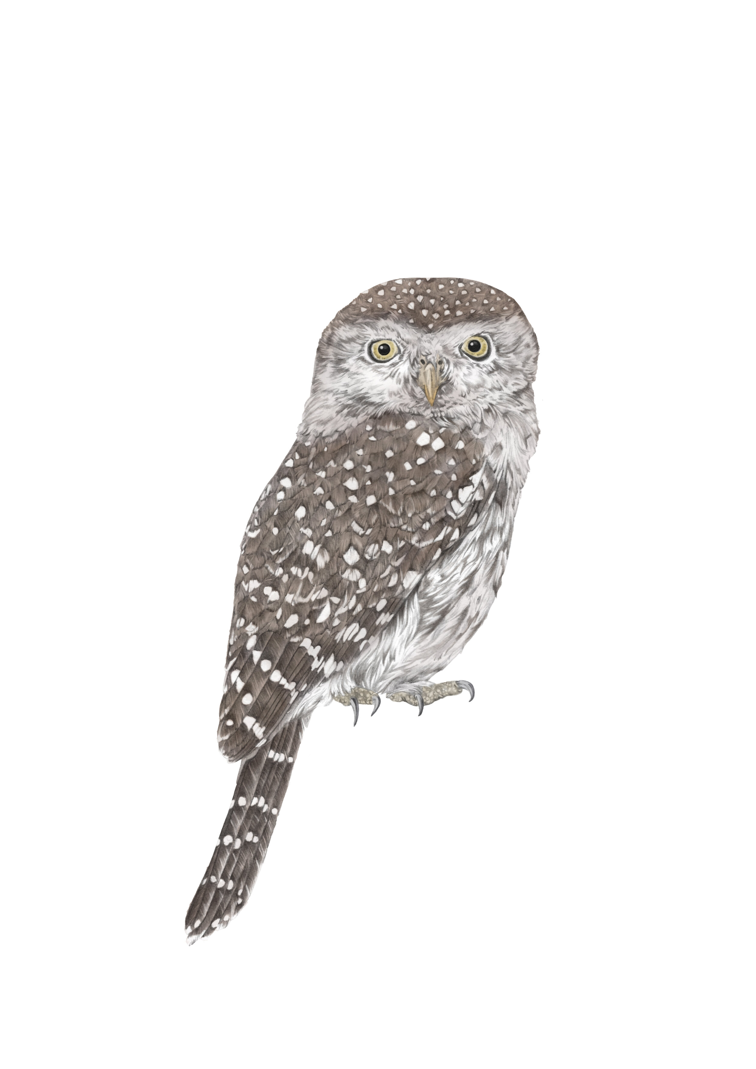 pearl spotted owlet A4 RGB.jpg