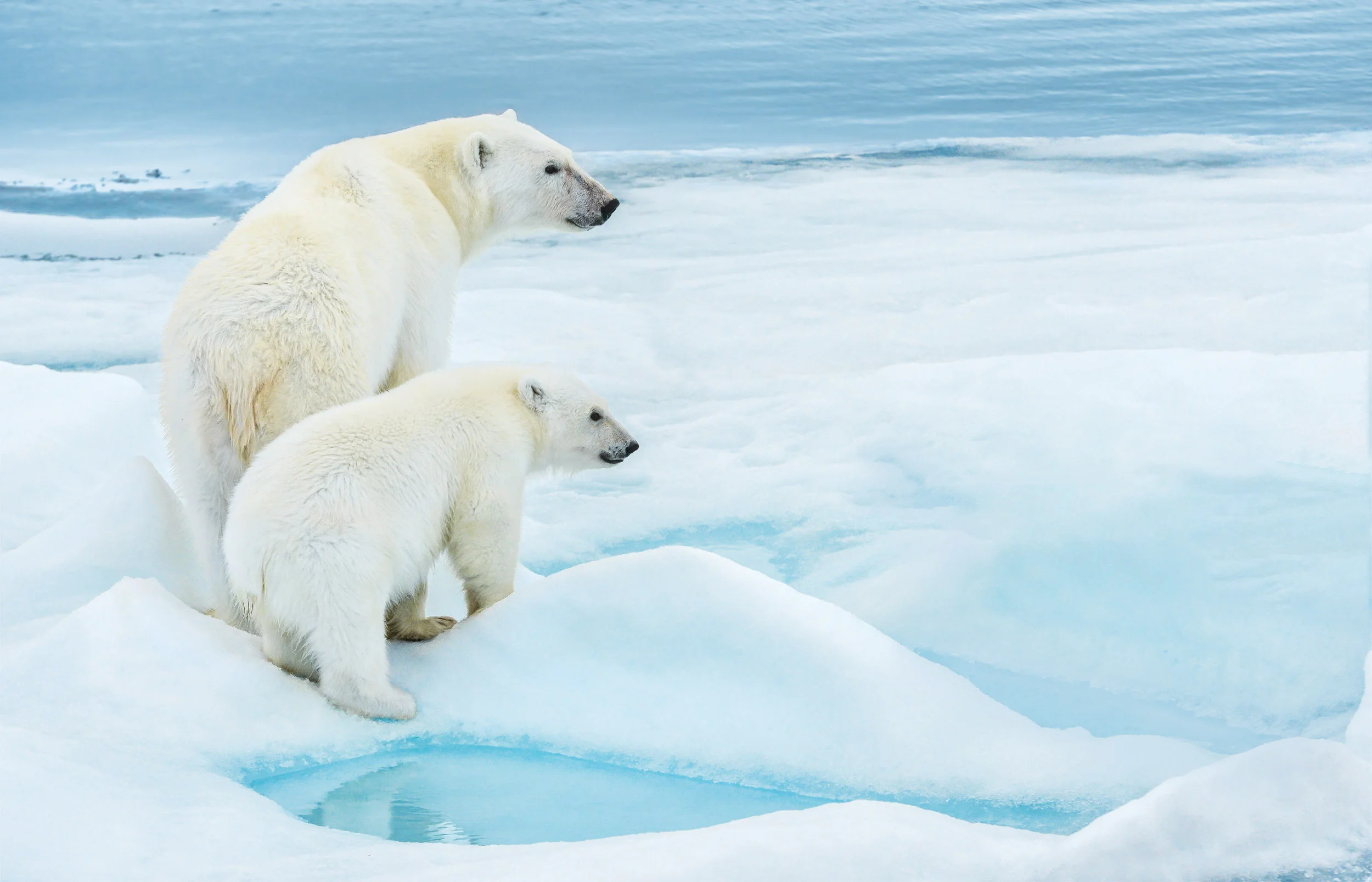 Where is Svalbard?