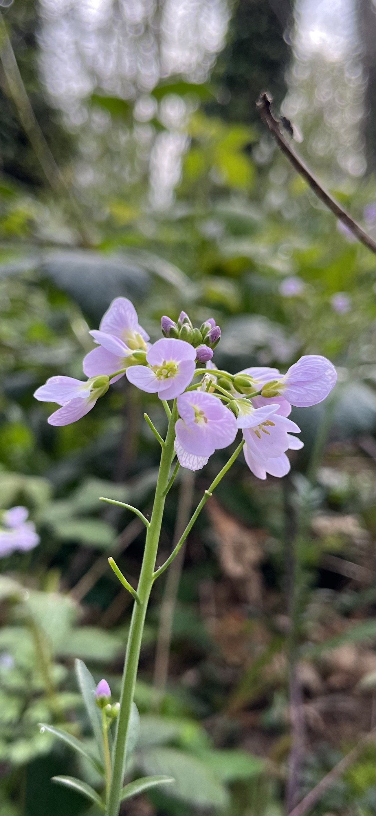 upon reflection ... PERI Menopause thoughts : Journals 2020 … I ca…nt string a sentance 