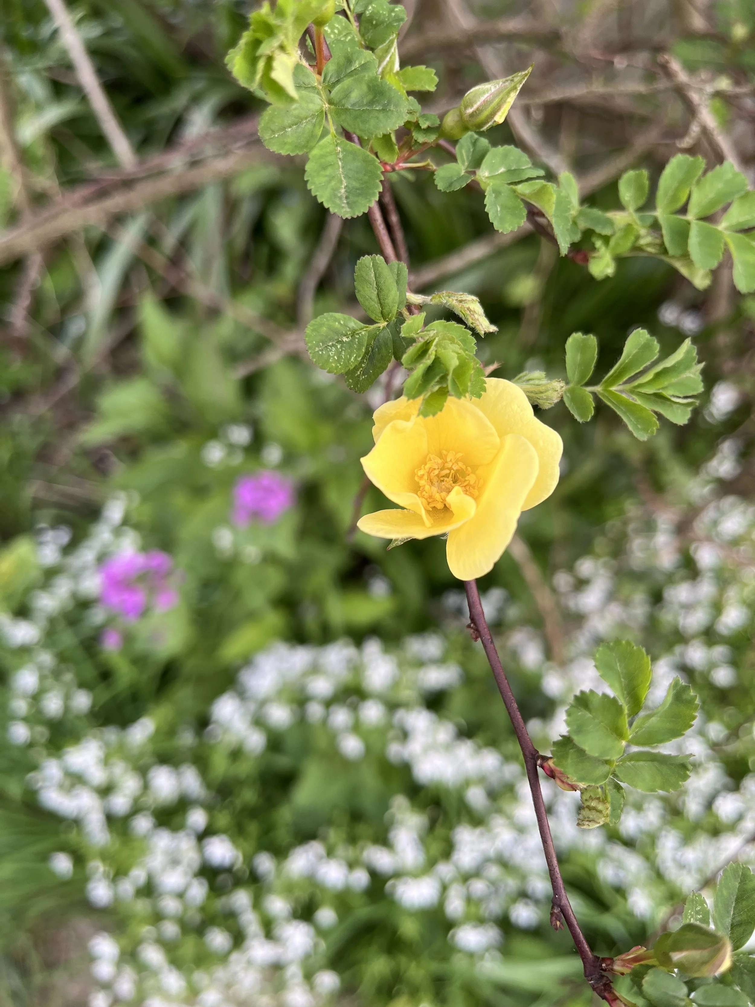 Journal entry from a random note book ... Autumn 2020