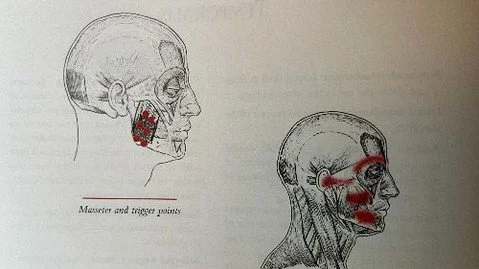 September Newsletter no in your inbox... 

This month we talk about the masseter one of the 4 muscles that help you to chew your food and can sometimes cause a little pain mischief ... we also chat a little about what I'm recommending this month, how