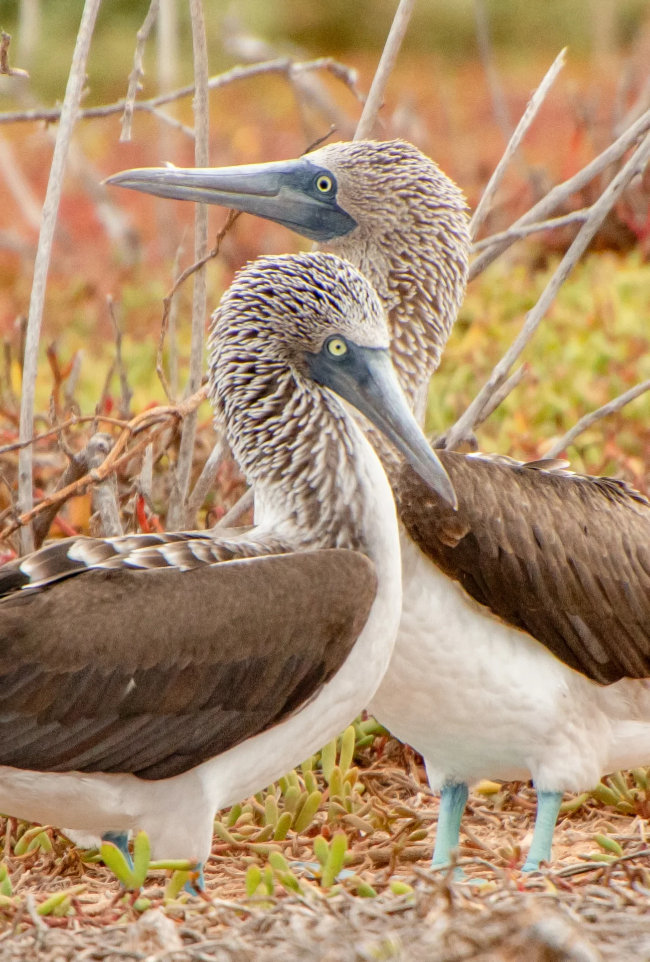 Blue footed boobies, Galápagos.