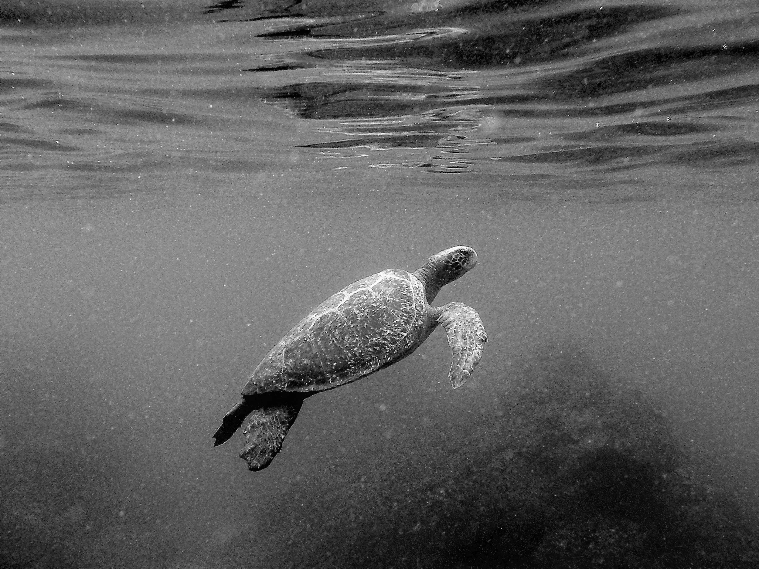 Pacific sea turtle, Fernandina, Galápagos.