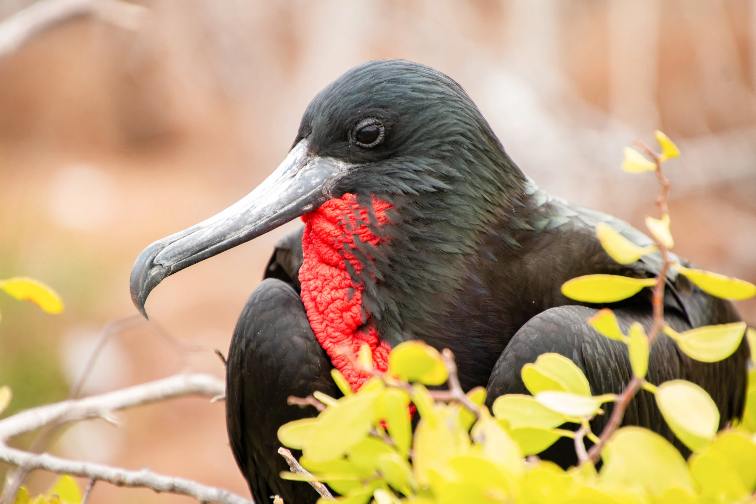 Magnificent Frigate bird, North Seymour, Galápagos.