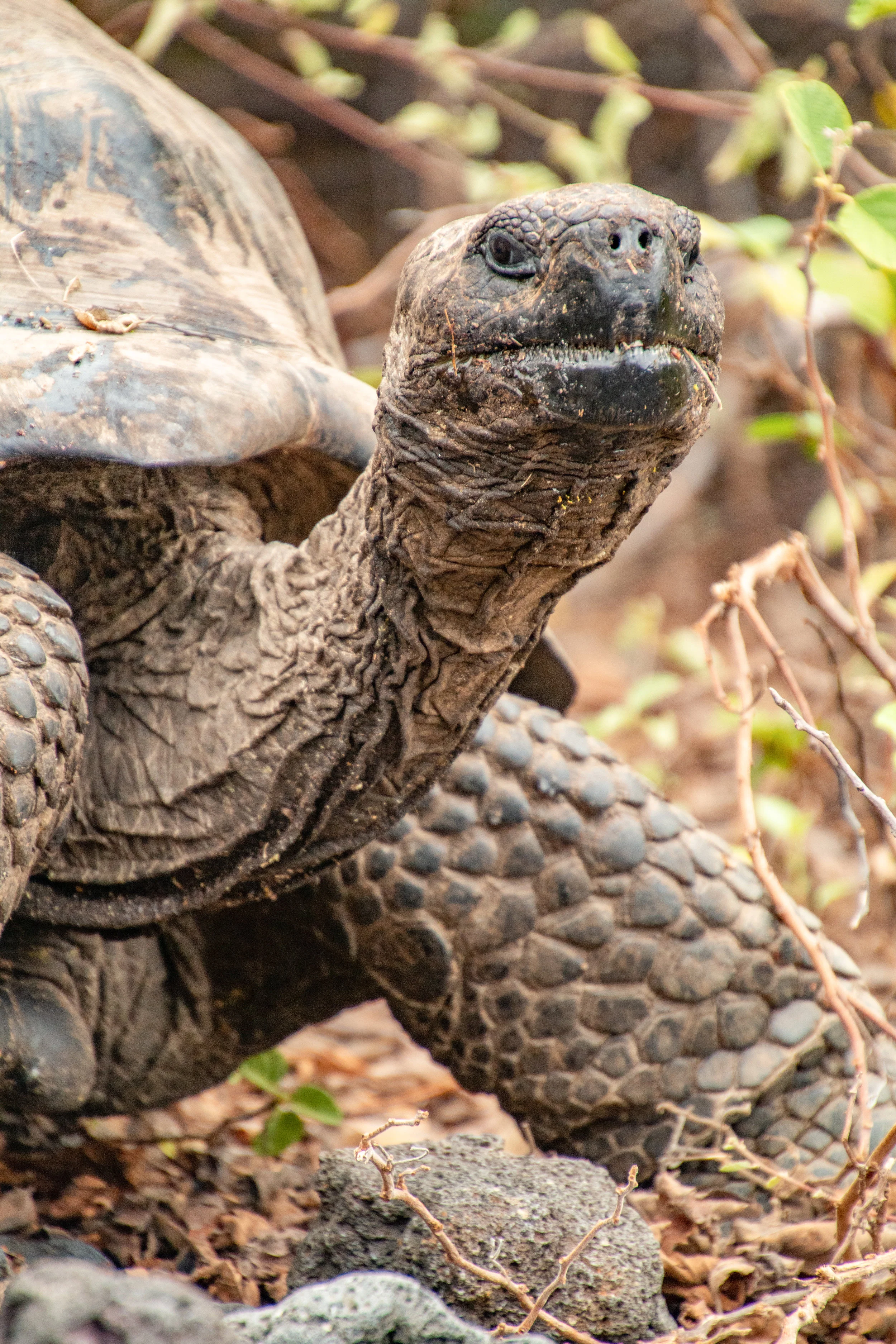 The Galápagos Giant Tortoise along a nature trail, Urbina Bay, Isabela Island, Galápagos.