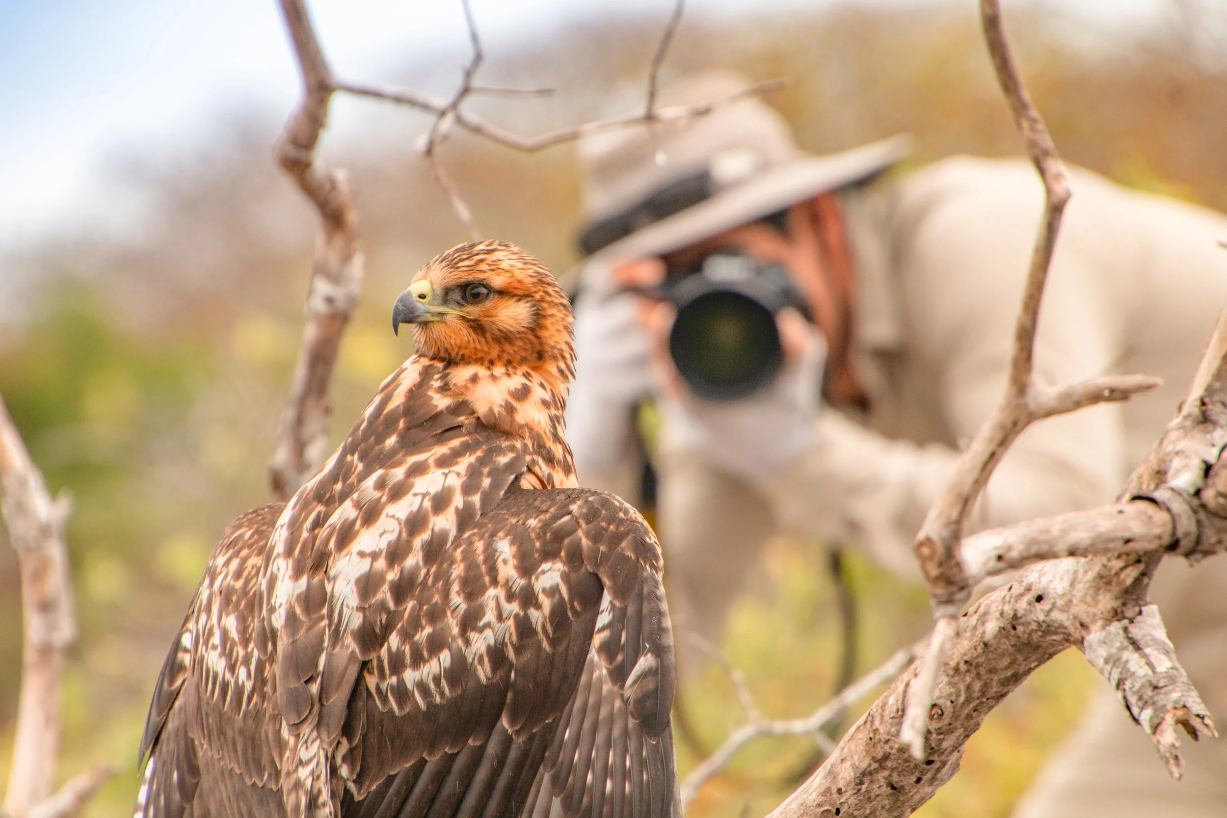 Galápagos Hawk along a nature trail, Urbina Bay, Isabela Island, Galápagos.