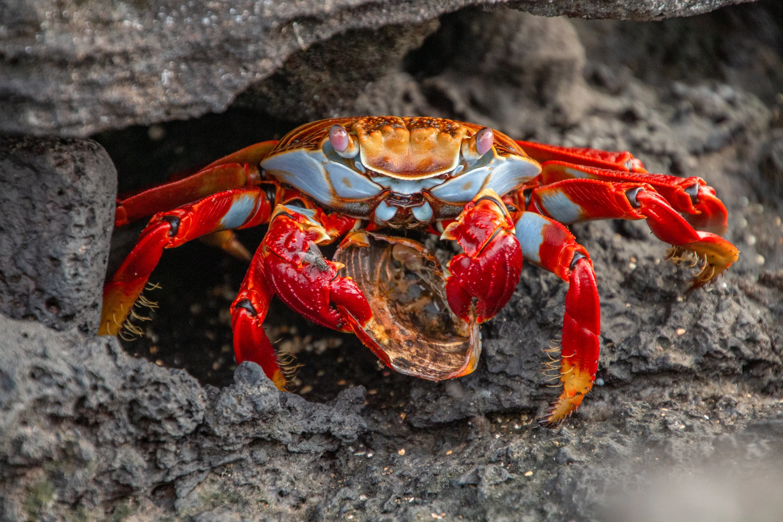 Sally light foot crab on the coast of Puerto Egas, Santiago Island.