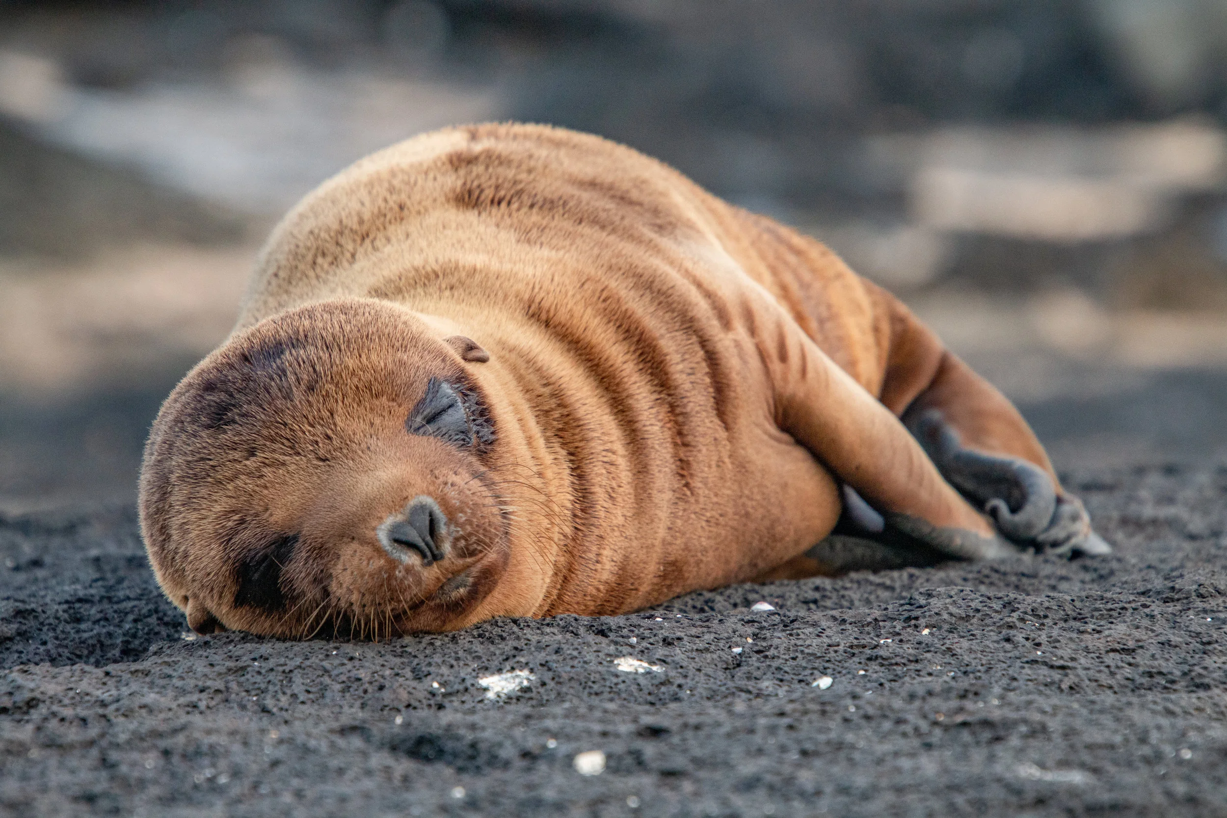 Sea Lion pup sun bathing on the coast of Puerto Egas, Santiago Island.