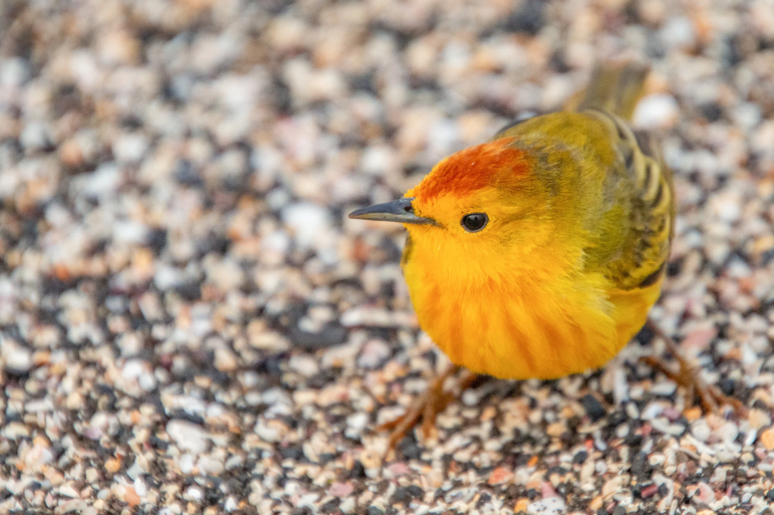 Darwin Finch on the coast of Puerto Egas, Santiago Island.